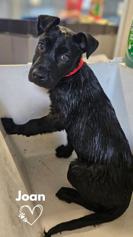 Enlarge Joan, a Adoptable mixed breed in Monte Vista, CO image 1/3