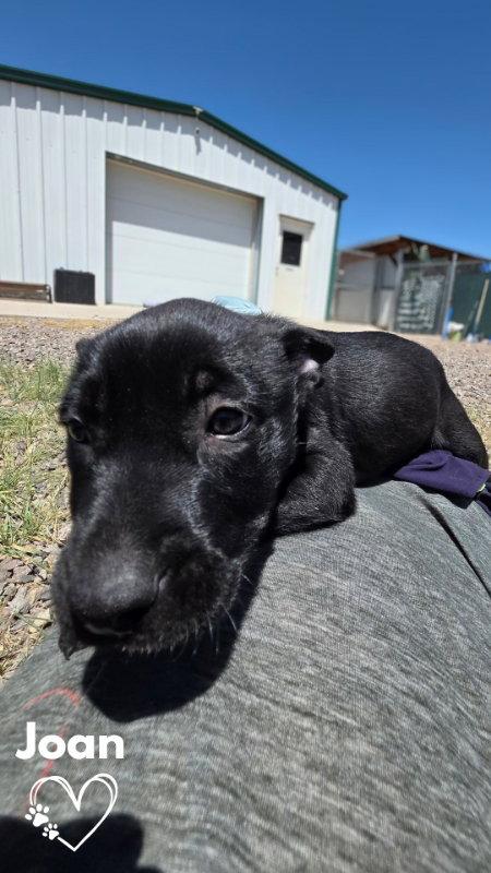 Enlarge Joan, a Adoptable mixed breed in Monte Vista, CO image 3/3
