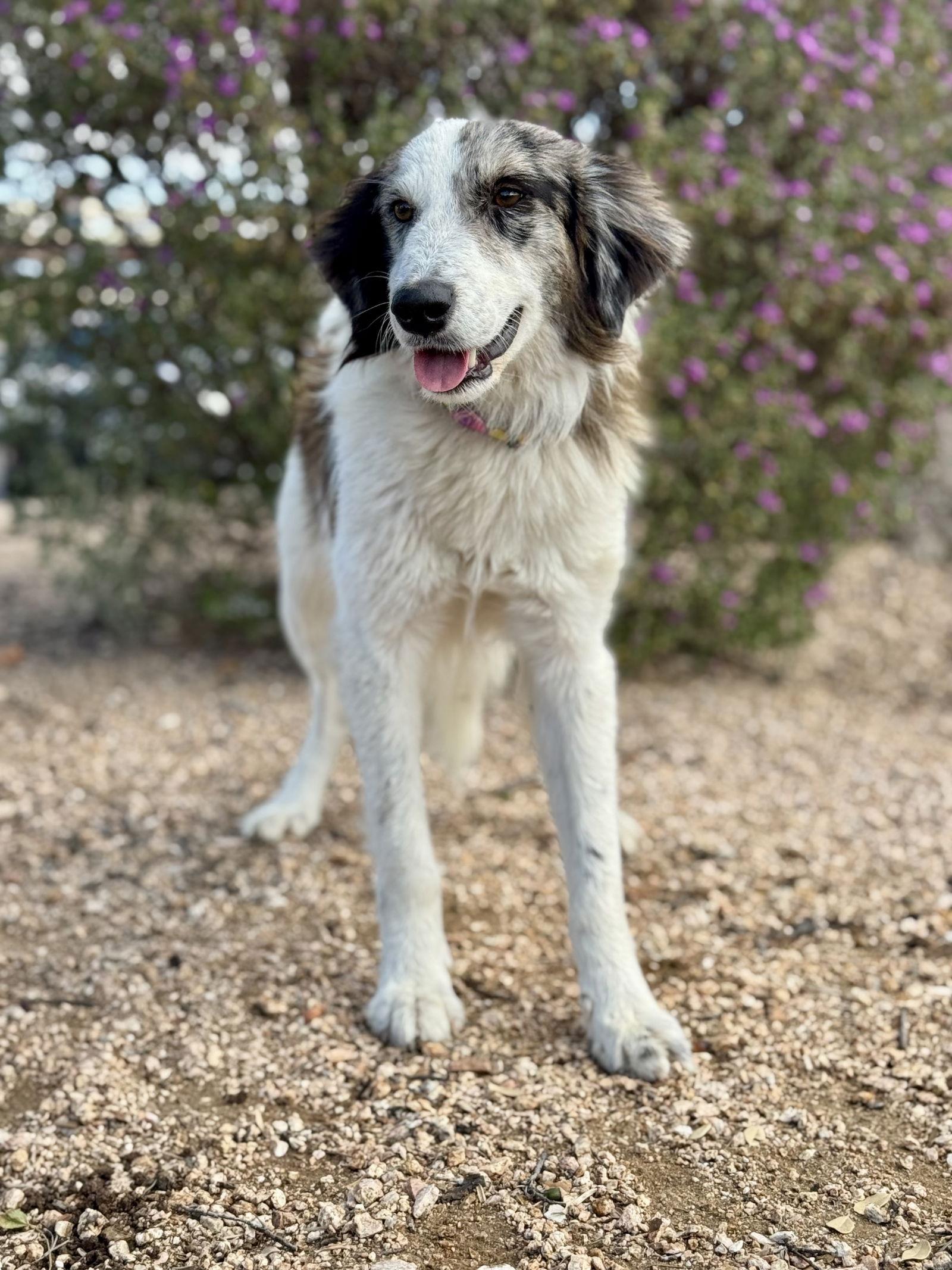 Alex, Adoptable, Adult Female Australian Shepherd.