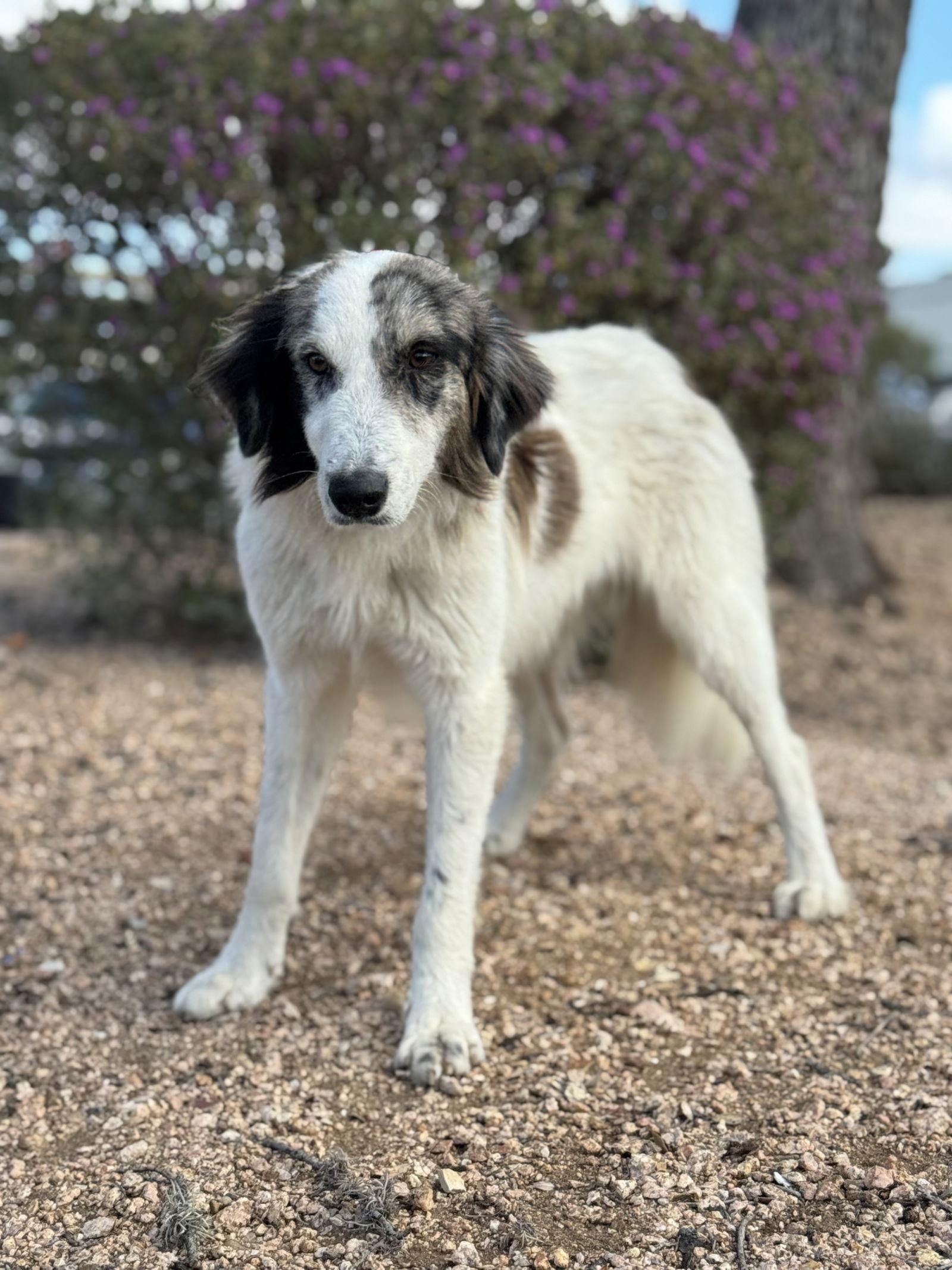 Enlarge Alex, a Adoptable Australian Shepherd in Helotes, TX image 2/3
