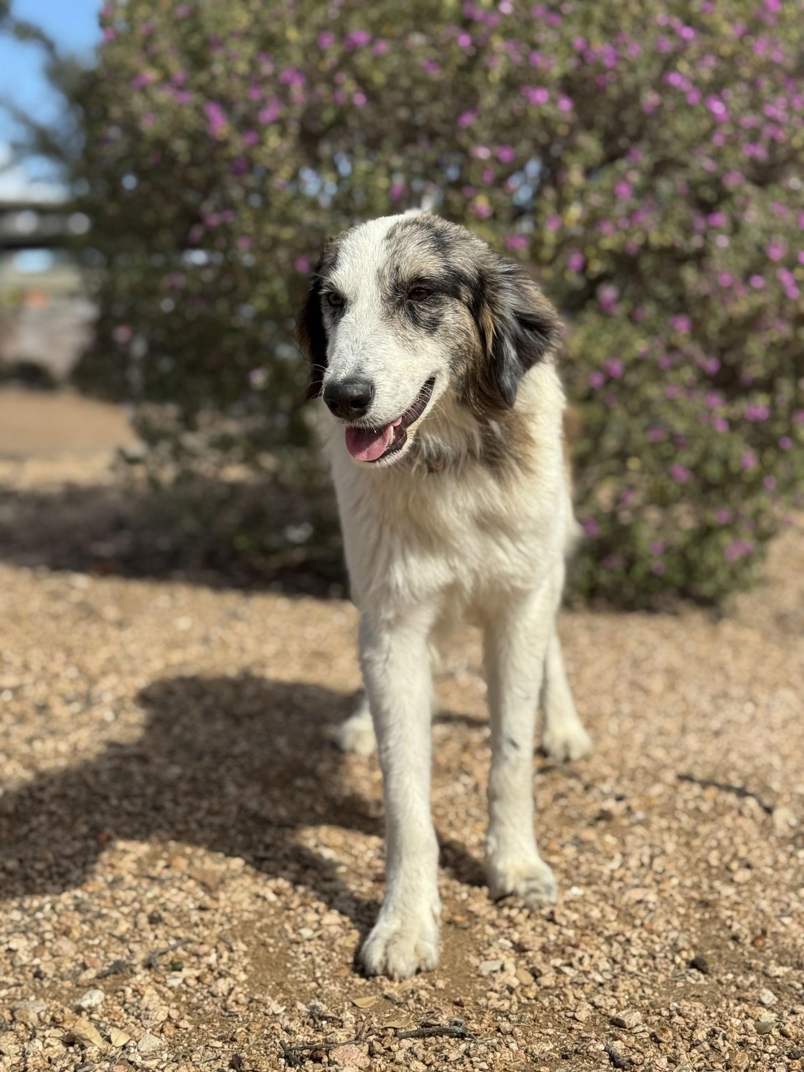Enlarge Alex, a Adoptable Australian Shepherd in Helotes, TX image 3/3