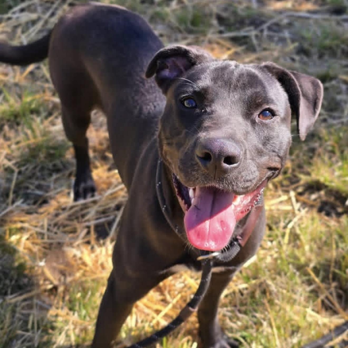 Enlarge Lalaria, a Adopted mixed breed in Naperville, IL image 1/3