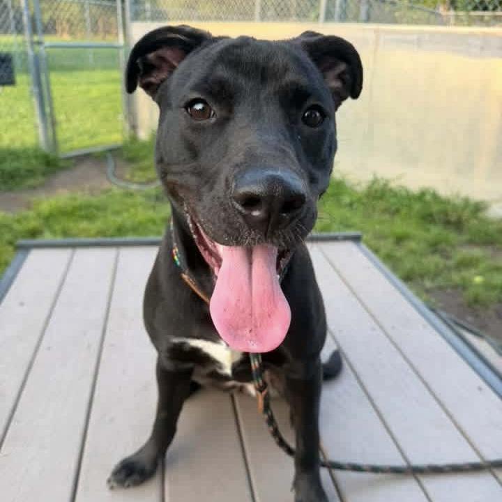 Enlarge Lalaria, a Adopted mixed breed in Naperville, IL image 3/3