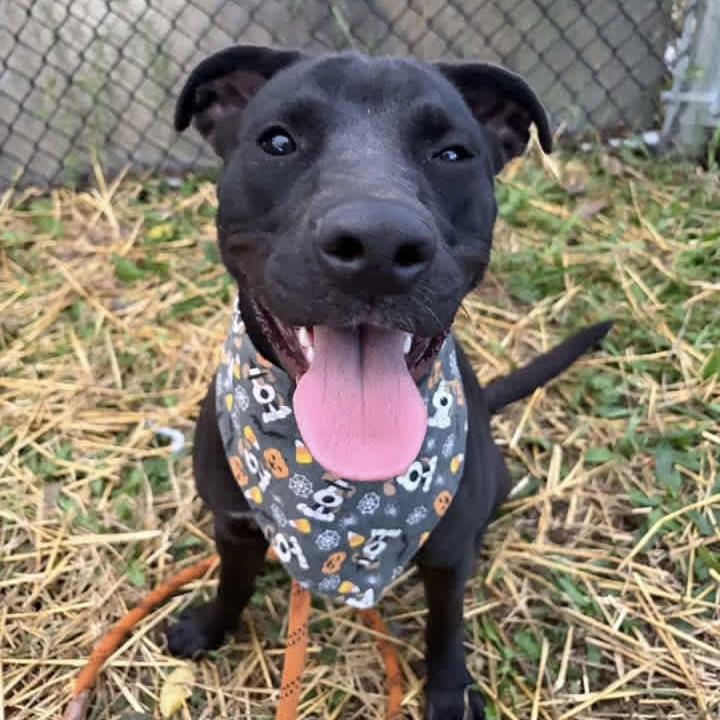 Enlarge Lalaria, a Adopted mixed breed in Naperville, IL image 2/3