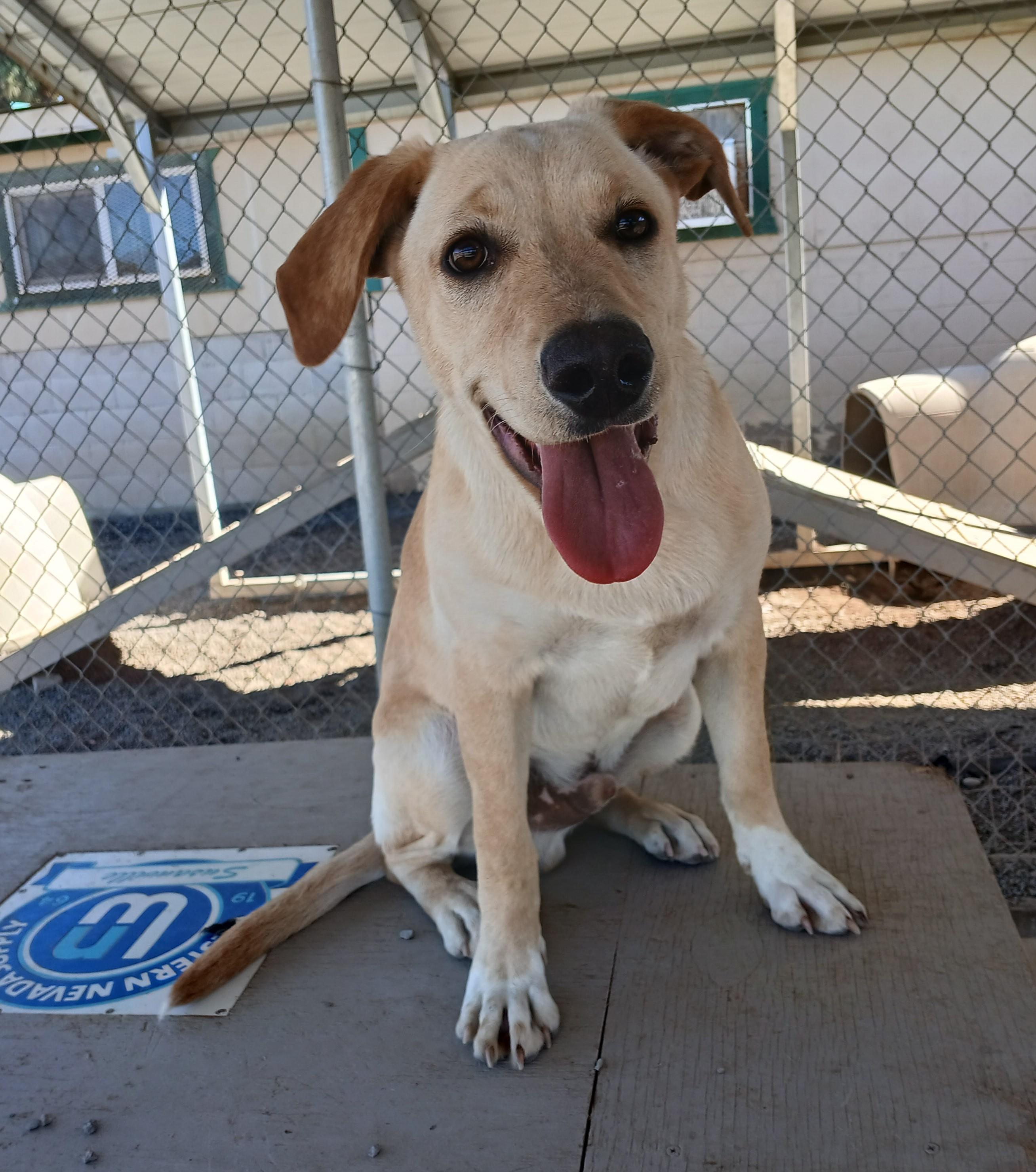 Hank, an adoptable Yellow Labrador Retriever in Susanville, CA, 96130 | Photo Image 2