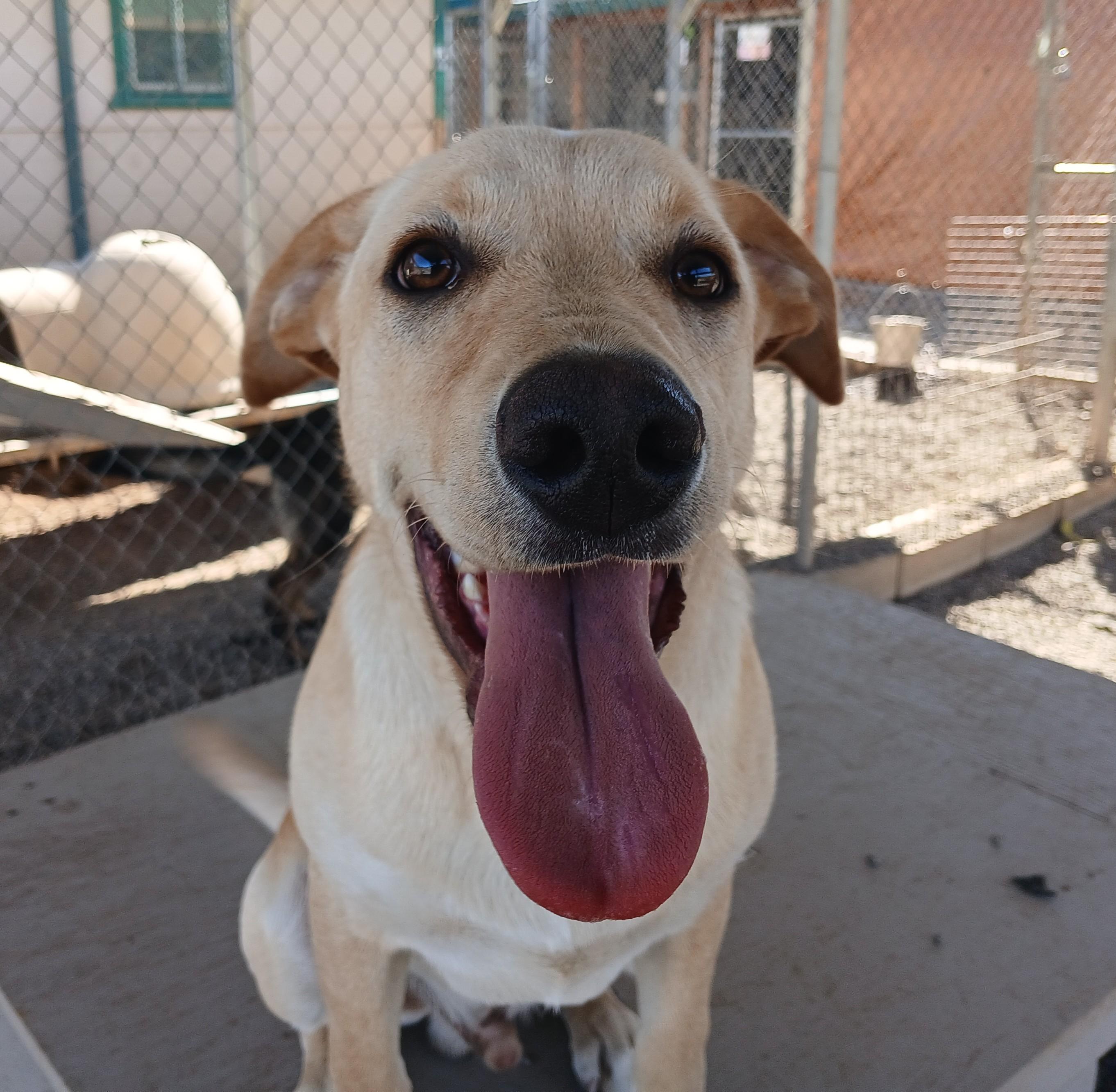 Hank, an adoptable Yellow Labrador Retriever in Susanville, CA, 96130 | Photo Image 1