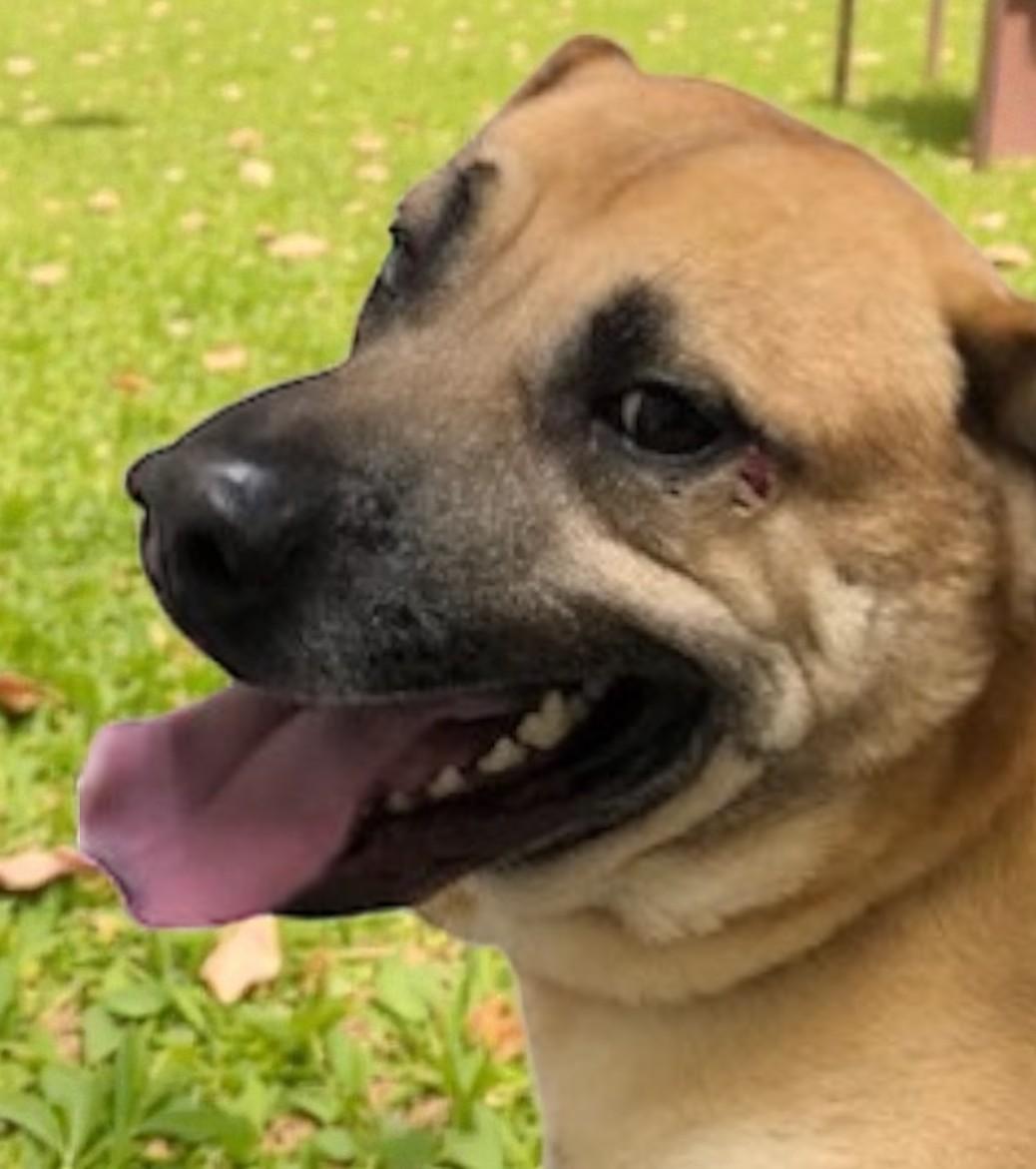 Enlarge Cody, a ADOPTABLE Mixed Breed in Miller Beach, IN image 1/1
