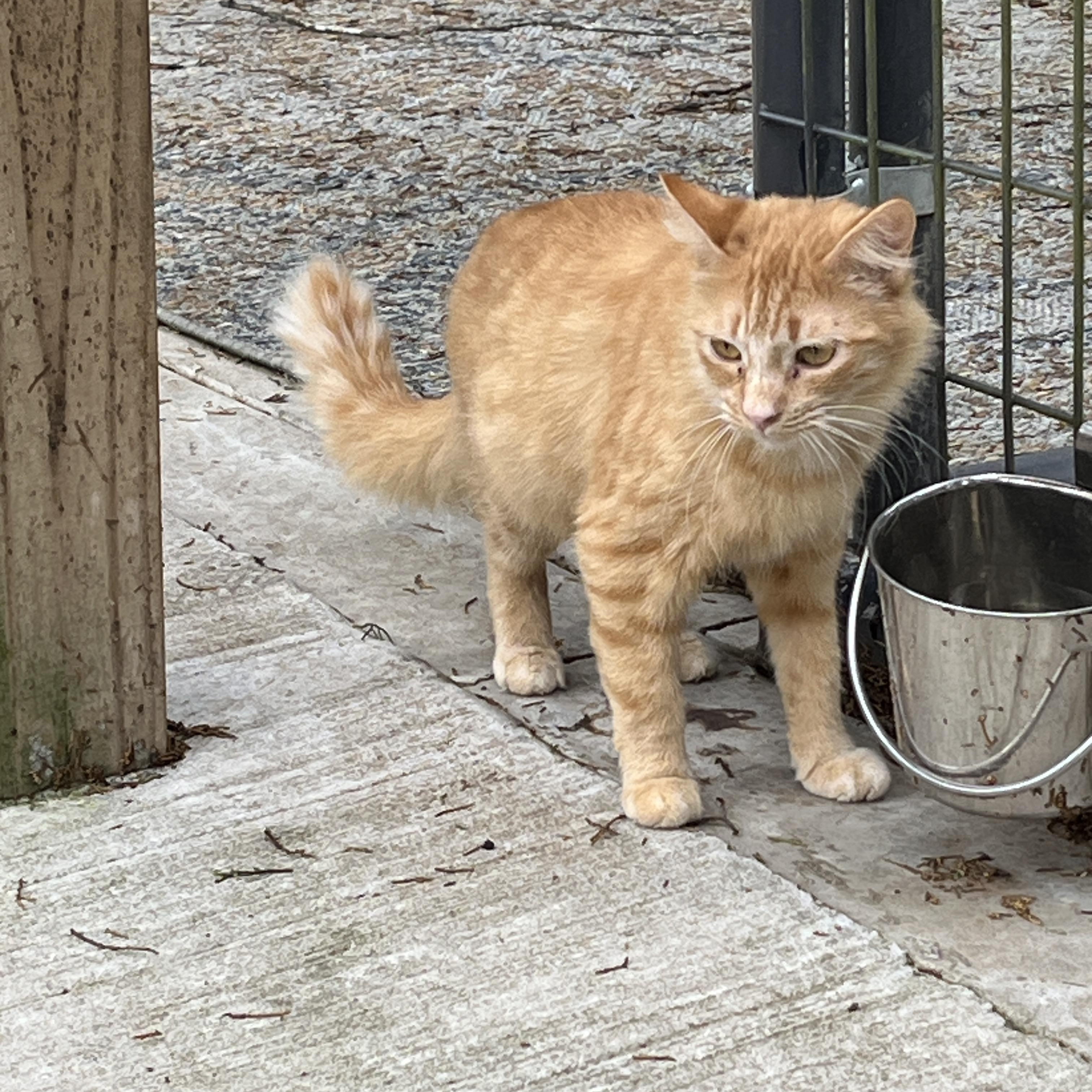 Enlarge Jackie and Amelia, a Adoptable Domestic Medium Hair in New Blaine, AR image 1/2