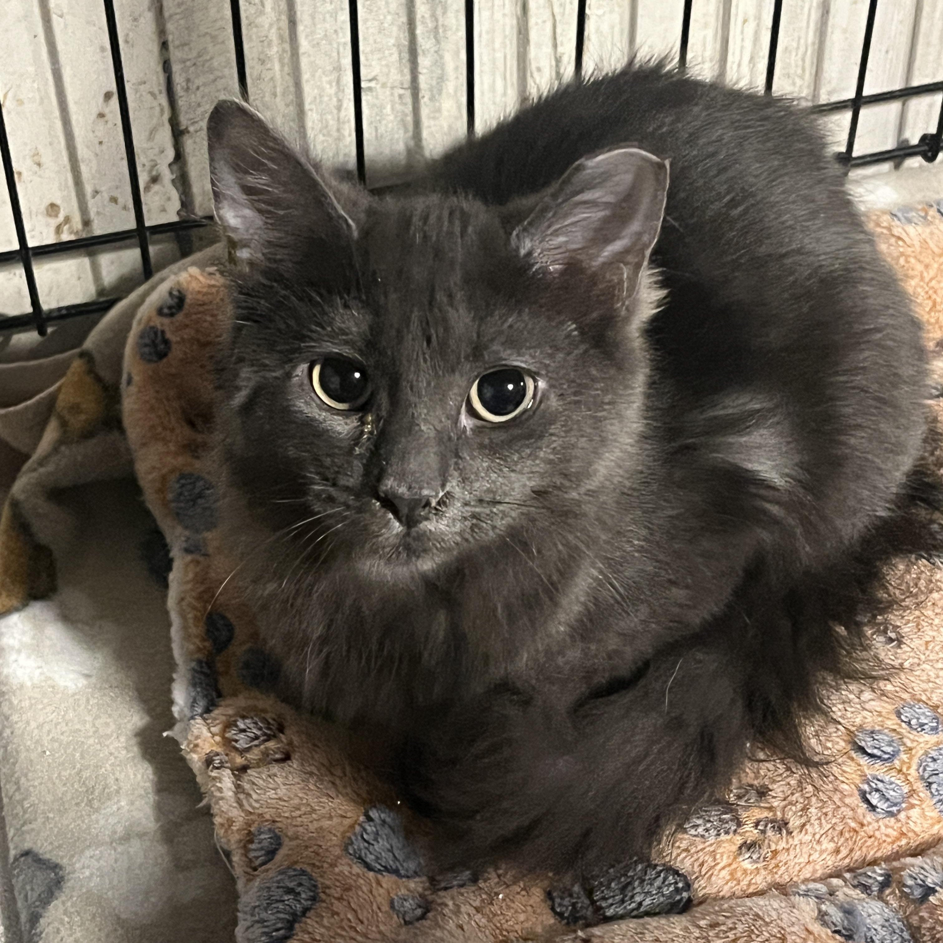 Enlarge Jackie and Amelia, a Adoptable Domestic Medium Hair in New Blaine, AR image 2/2
