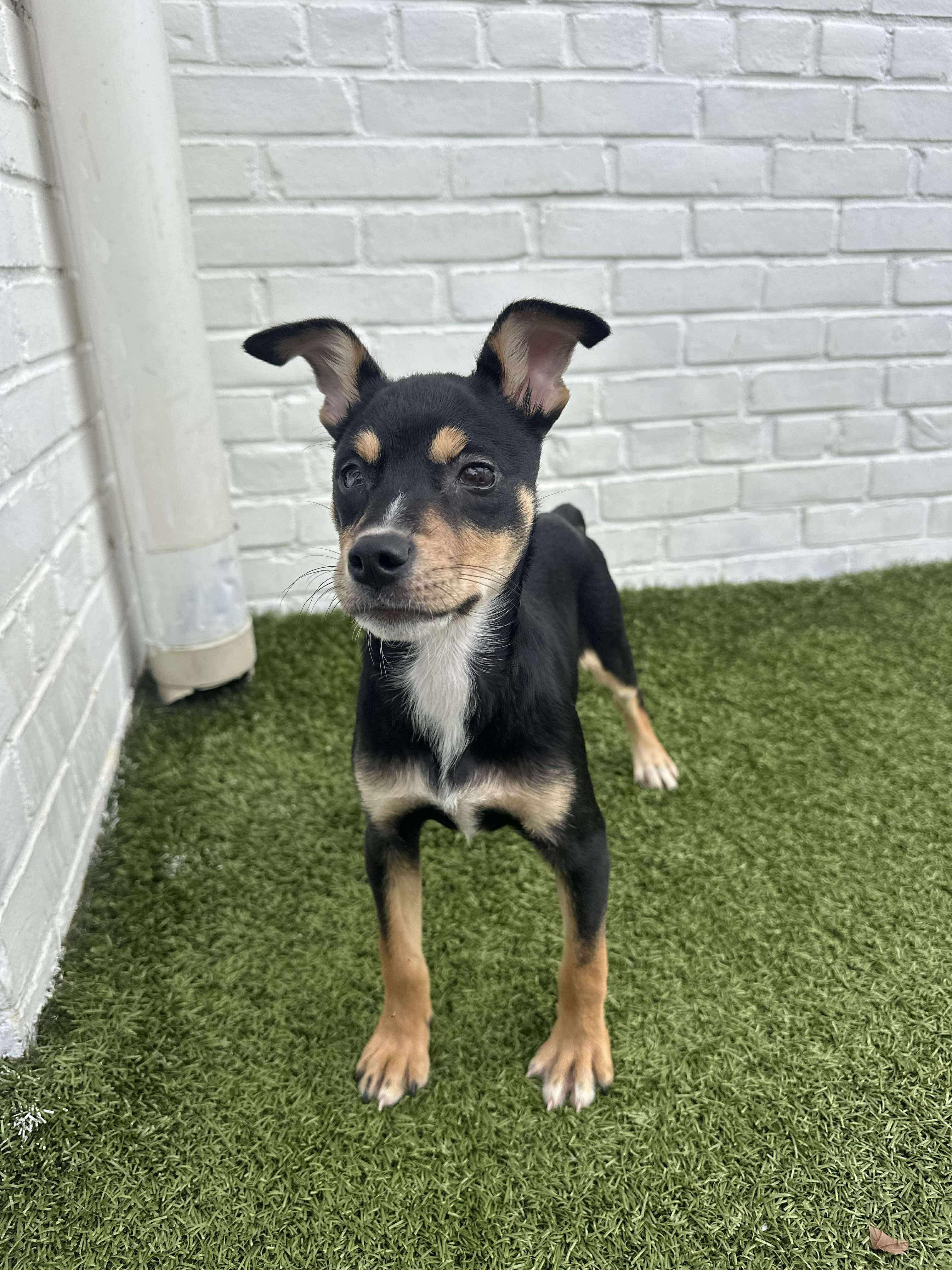 Enlarge Poly, a Adoptable mixed breed in Stamford, CT image 3/6