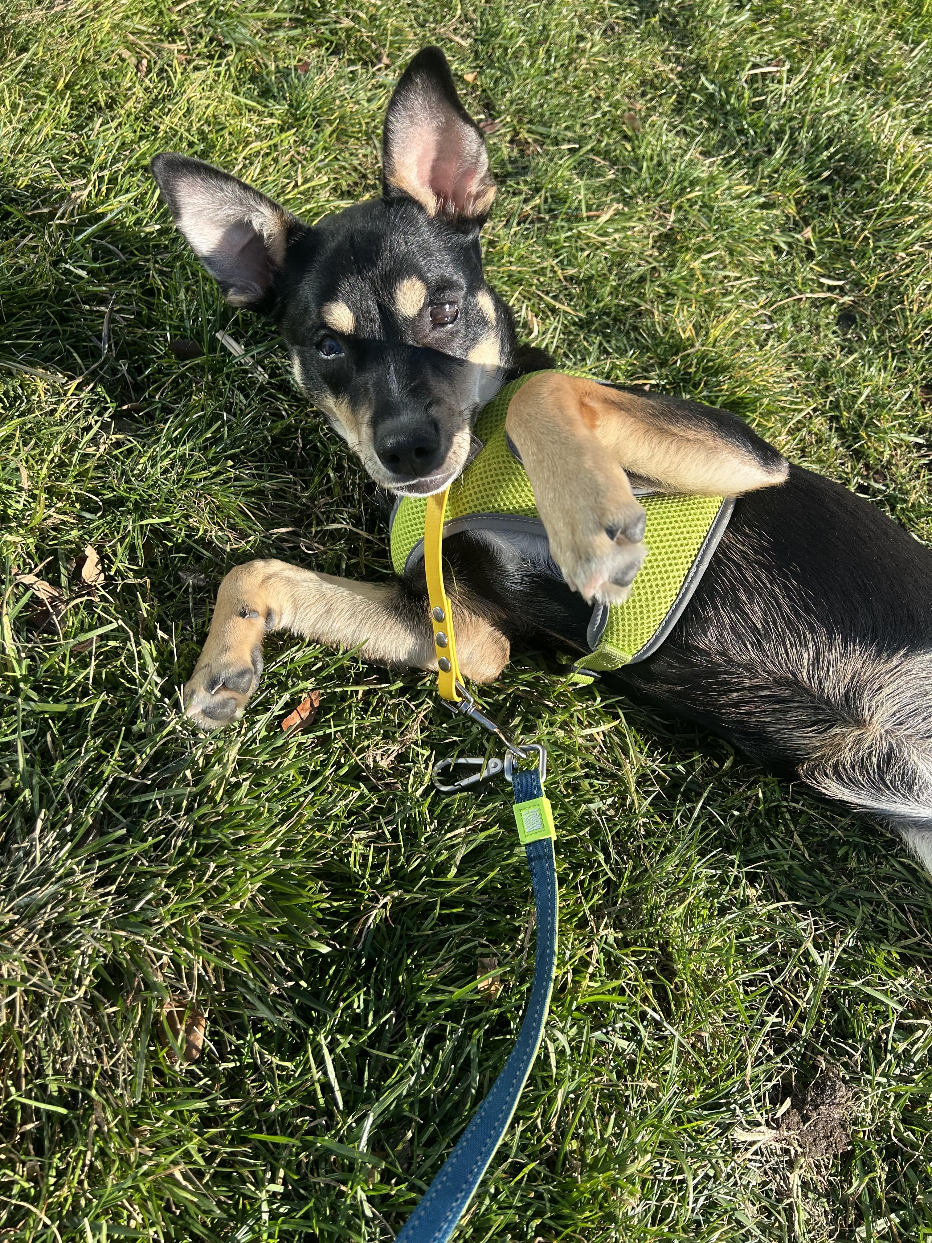 Enlarge Poly, a Adoptable mixed breed in Stamford, CT image 2/6