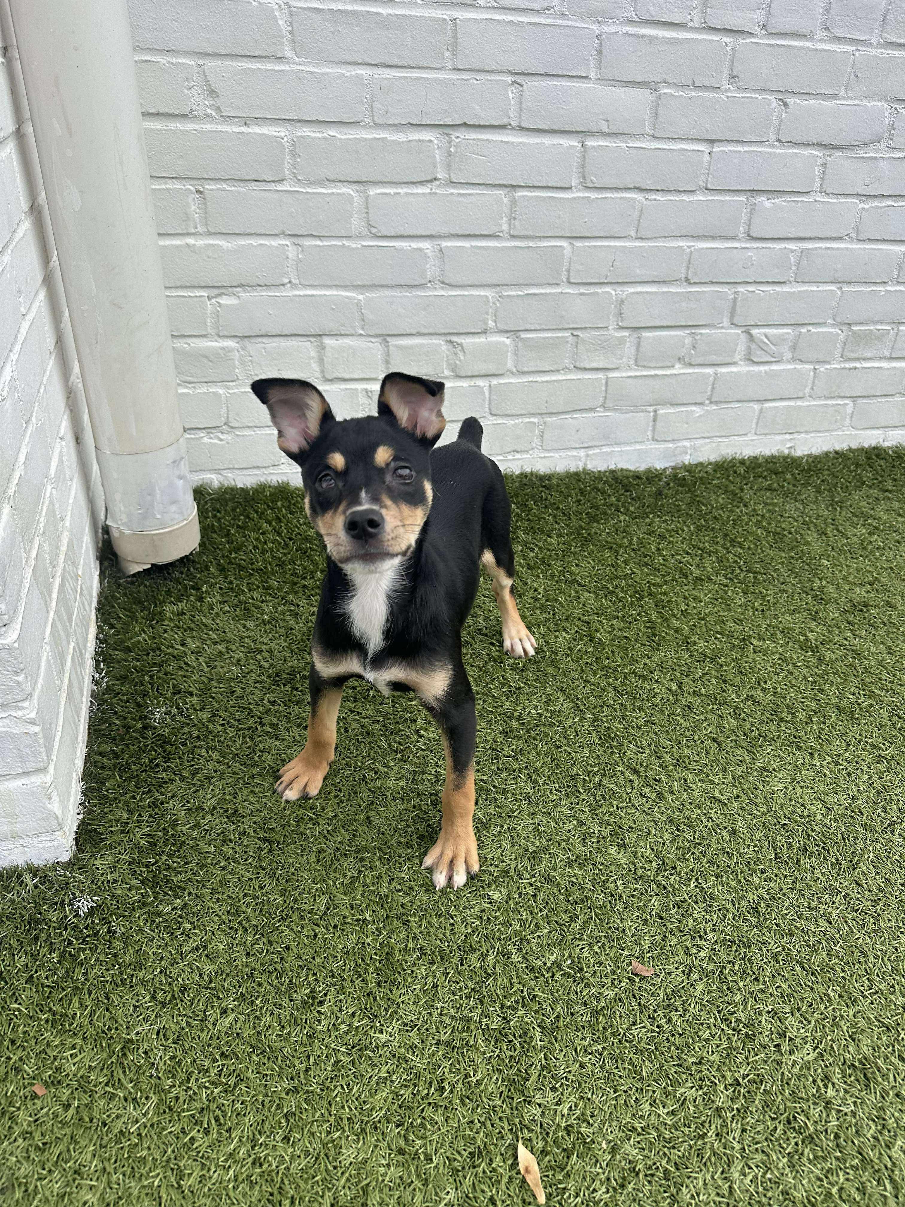 Enlarge Poly, a Adoptable mixed breed in Stamford, CT image 4/6