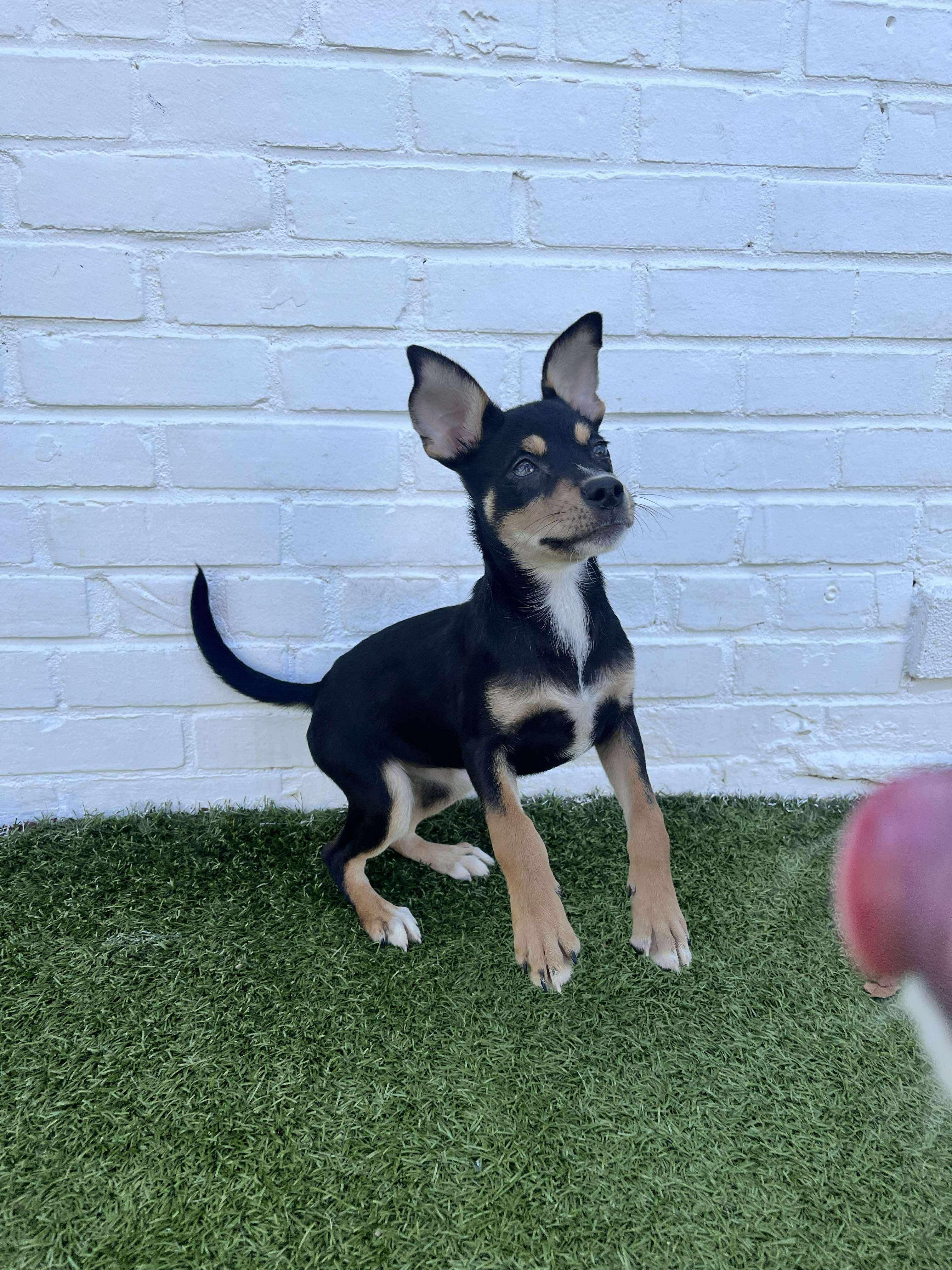 Enlarge Poly, a Adoptable mixed breed in Stamford, CT image 5/6