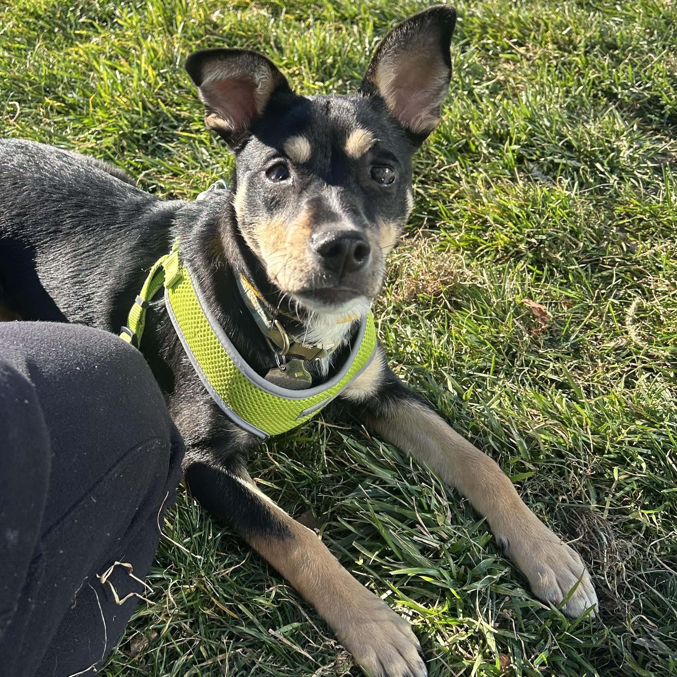 Poly, Adoptable, Puppy Female Hound.