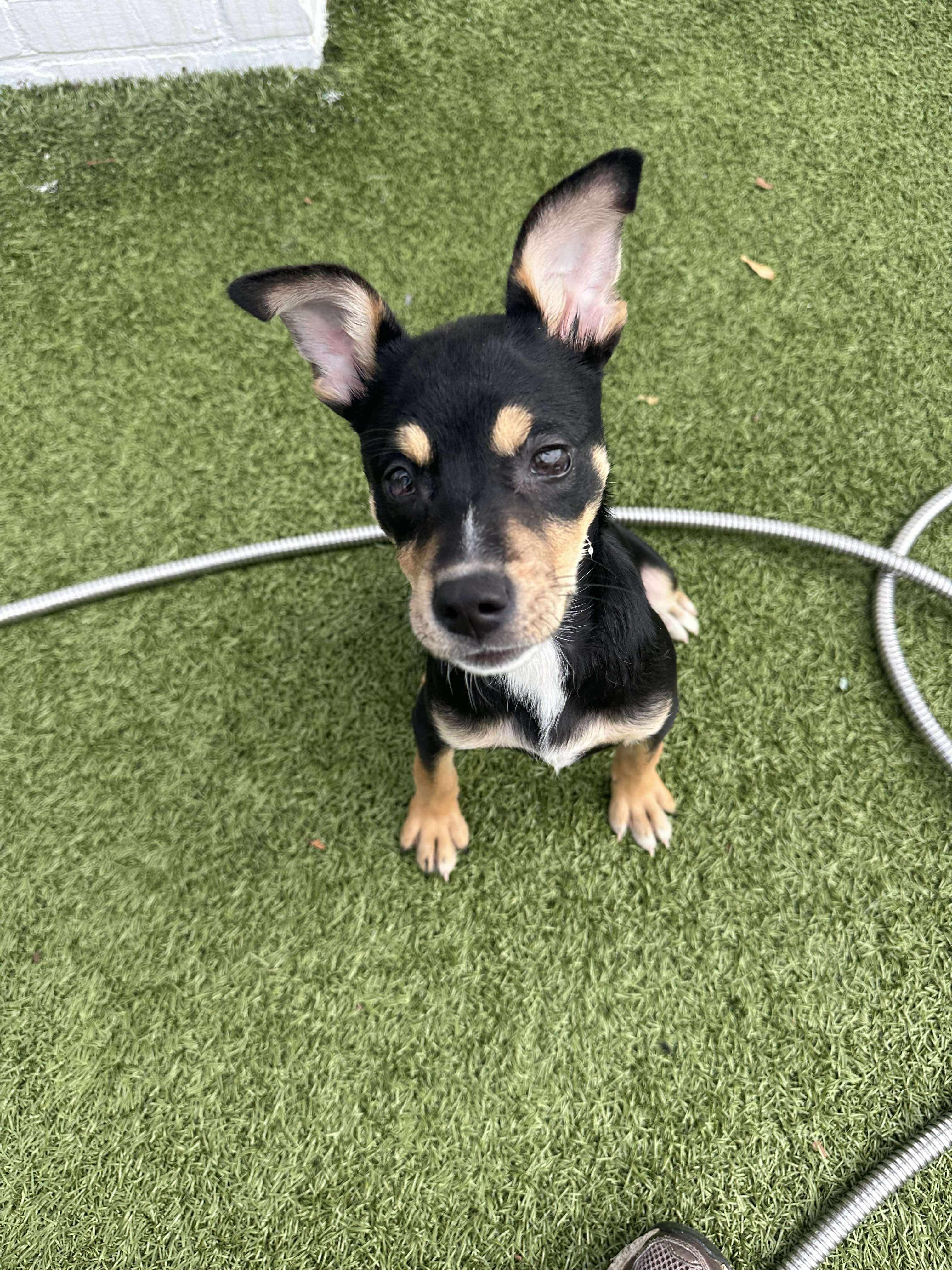 Enlarge Poly, a Adoptable mixed breed in Stamford, CT image 6/6