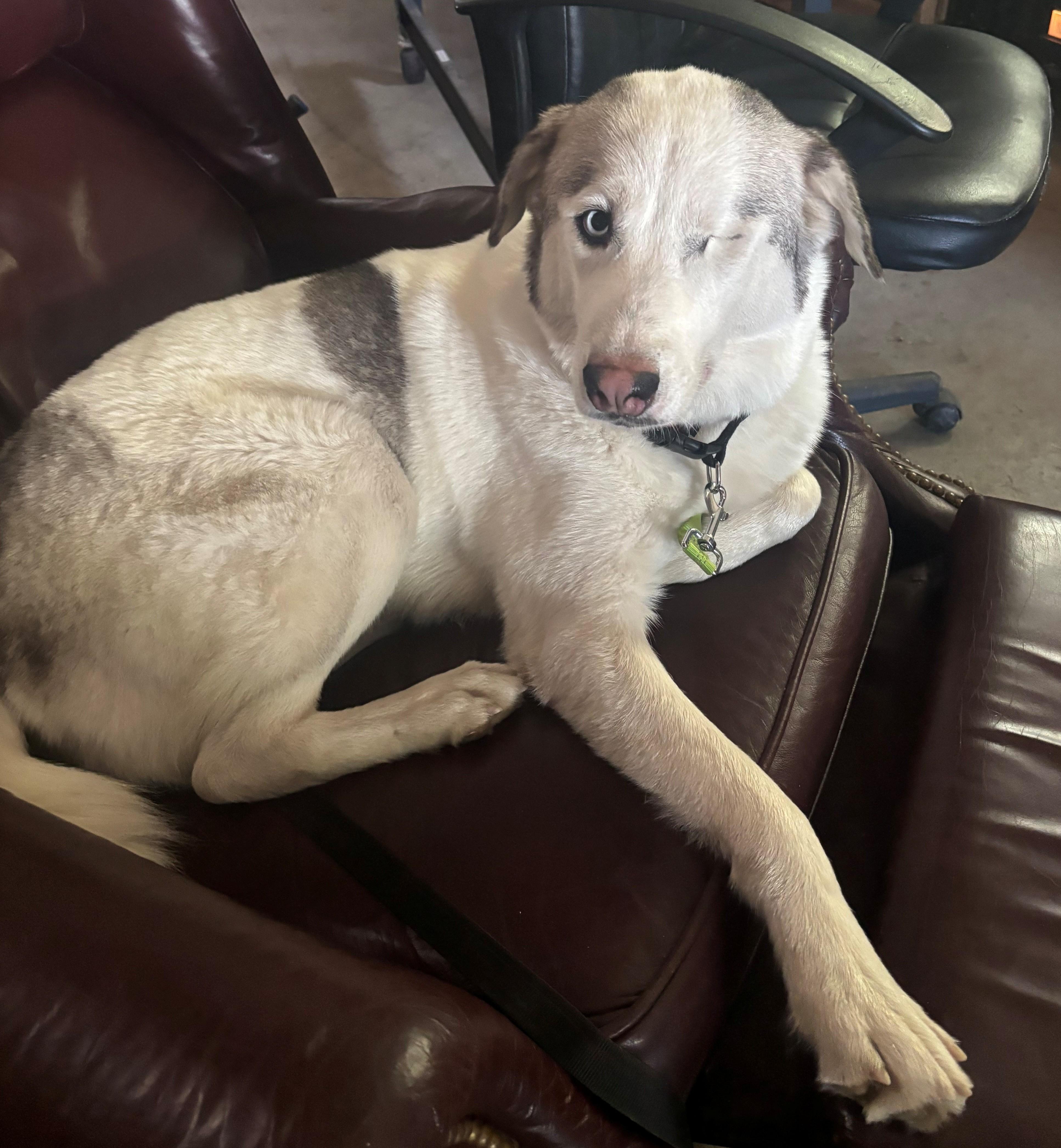 Elsa, an adopted mixed breed in Olympia, WA image 5/6