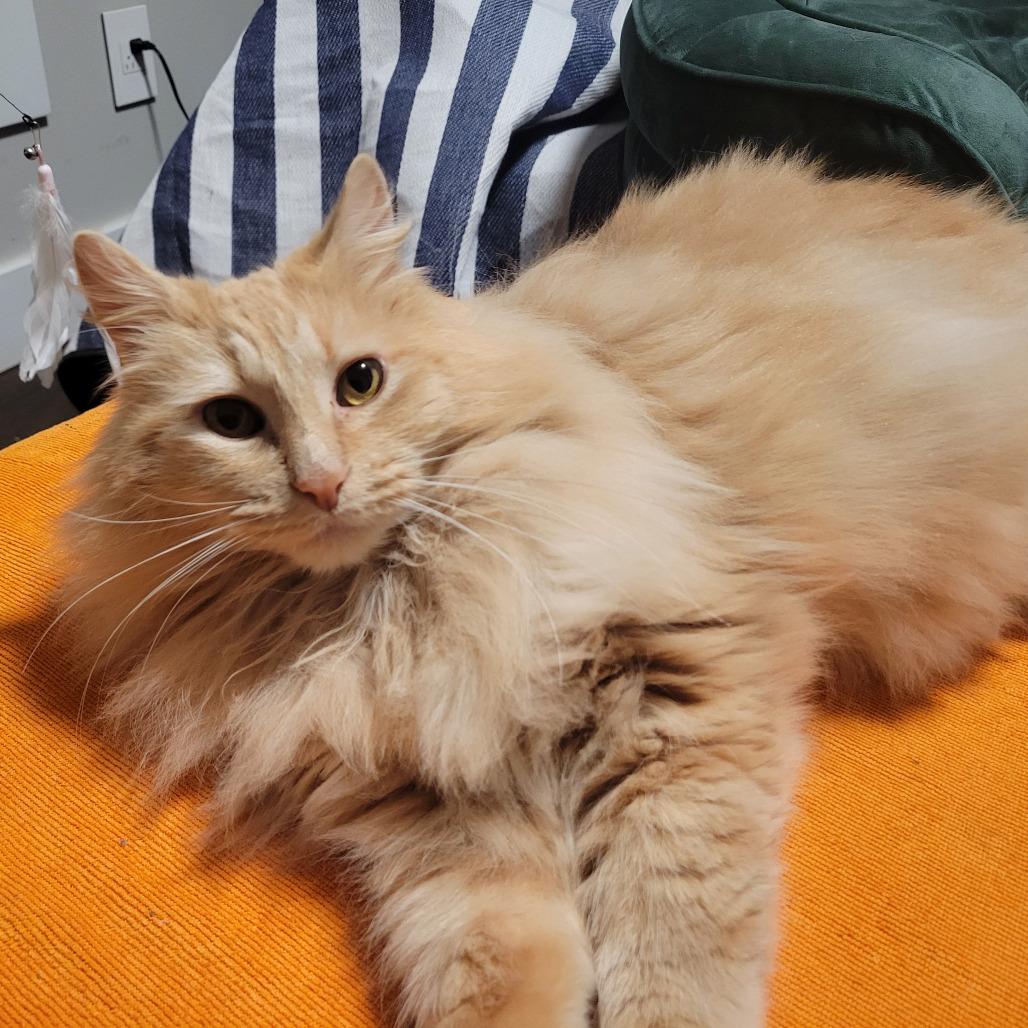 Benny, Adoptable, Adult Male Domestic Long Hair.