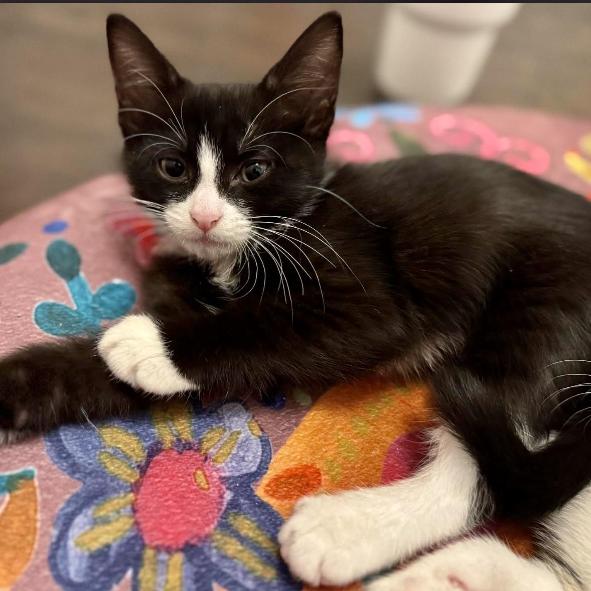 Mocha, Baby Female Domestic Short Hair