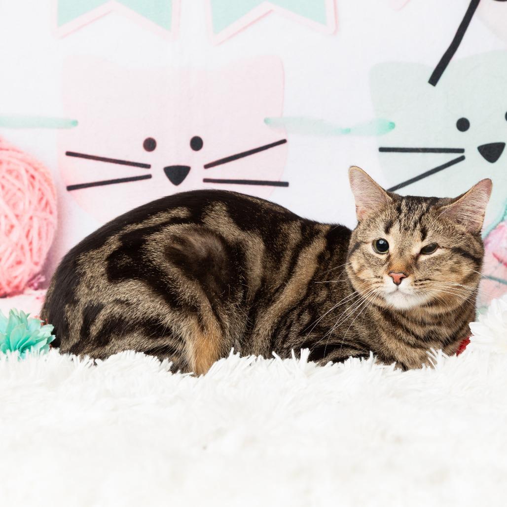 Enlarge Luna, a Adoptable Domestic Short Hair in Flower Mound, TX image 1/6