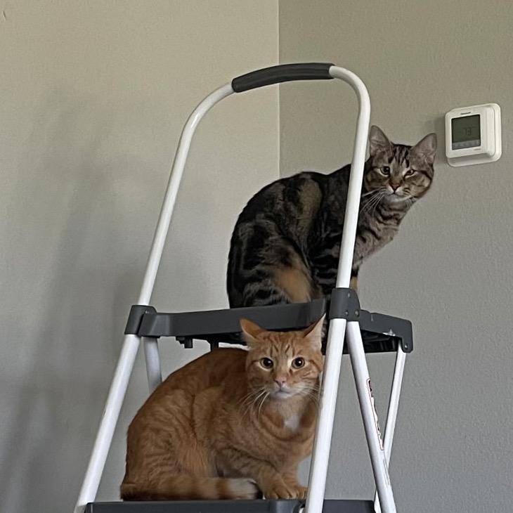 Luna, Adoptable, Adult Female Domestic Short Hair.