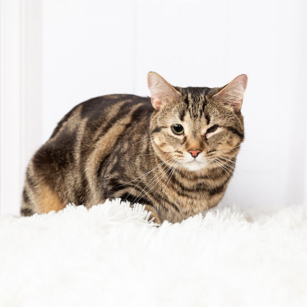 Enlarge Luna, a Adoptable Domestic Short Hair in Flower Mound, TX image 2/6