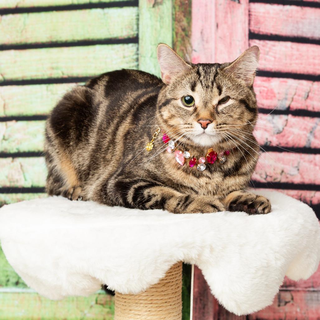 Luna, a Adoptable Domestic Short Hair in Flower Mound, TX image 2/6