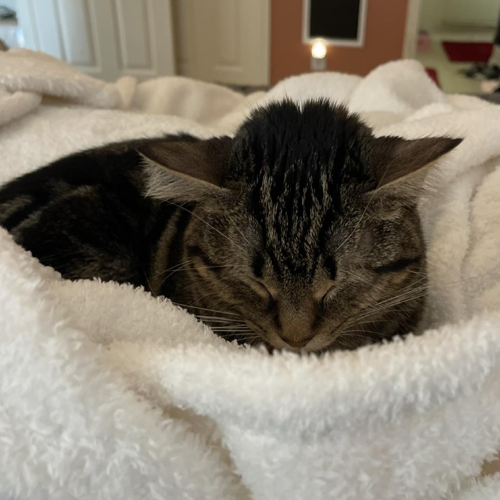 Enlarge Luna, a Adoptable Domestic Short Hair in Flower Mound, TX image 2/5