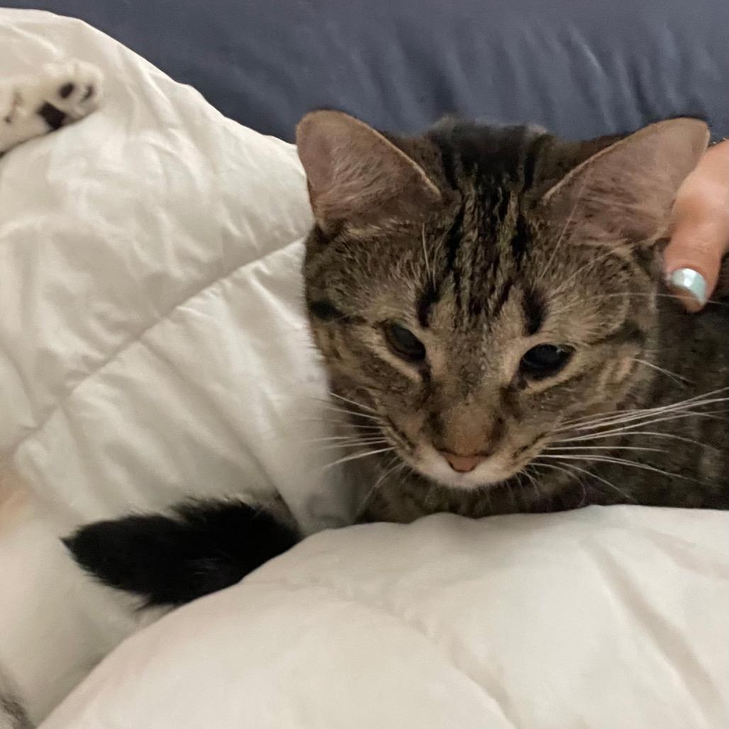 Enlarge Luna, a Adoptable Domestic Short Hair in Flower Mound, TX image 3/5