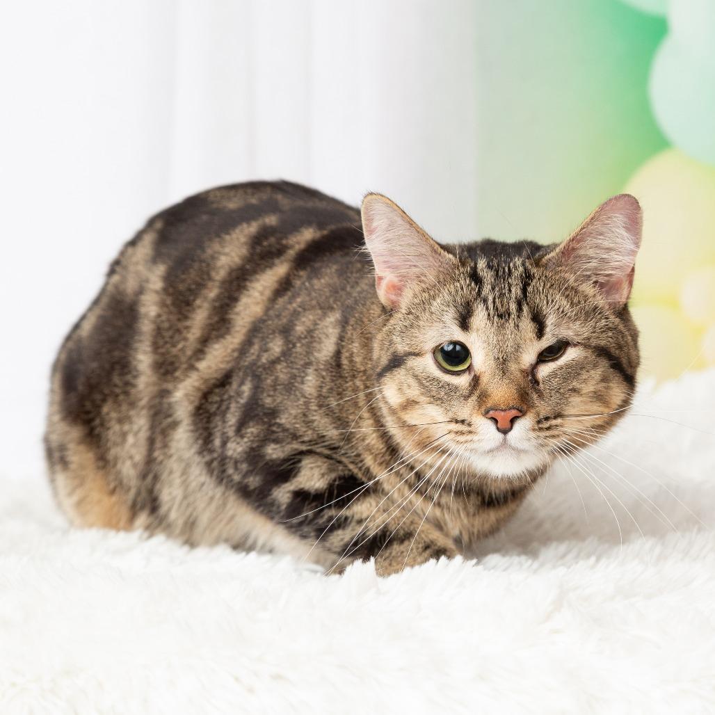 Enlarge Luna, a Adoptable Domestic Short Hair in Flower Mound, TX image 3/6