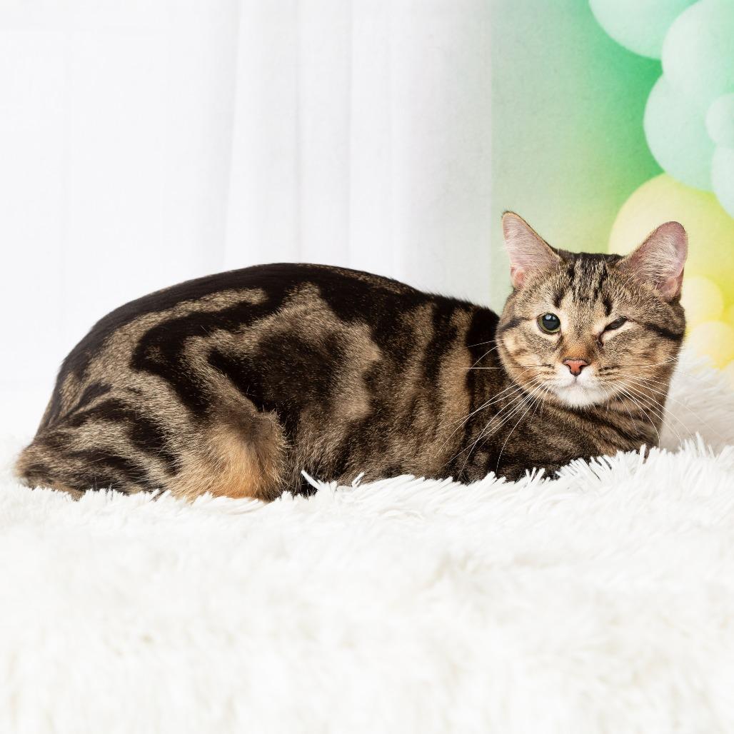 Enlarge Luna, a Adoptable Domestic Short Hair in Flower Mound, TX image 4/6