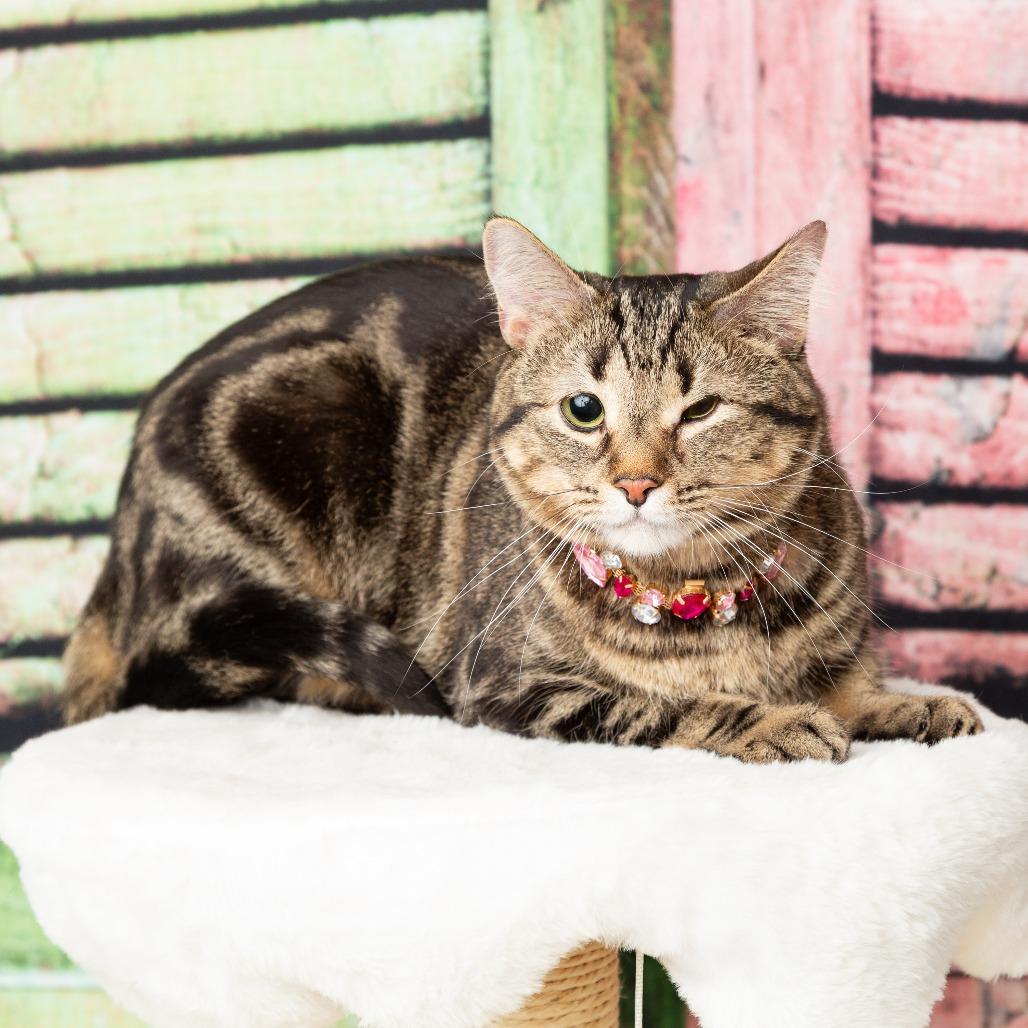 Enlarge Luna, a Adoptable Domestic Short Hair in Flower Mound, TX image 5/6