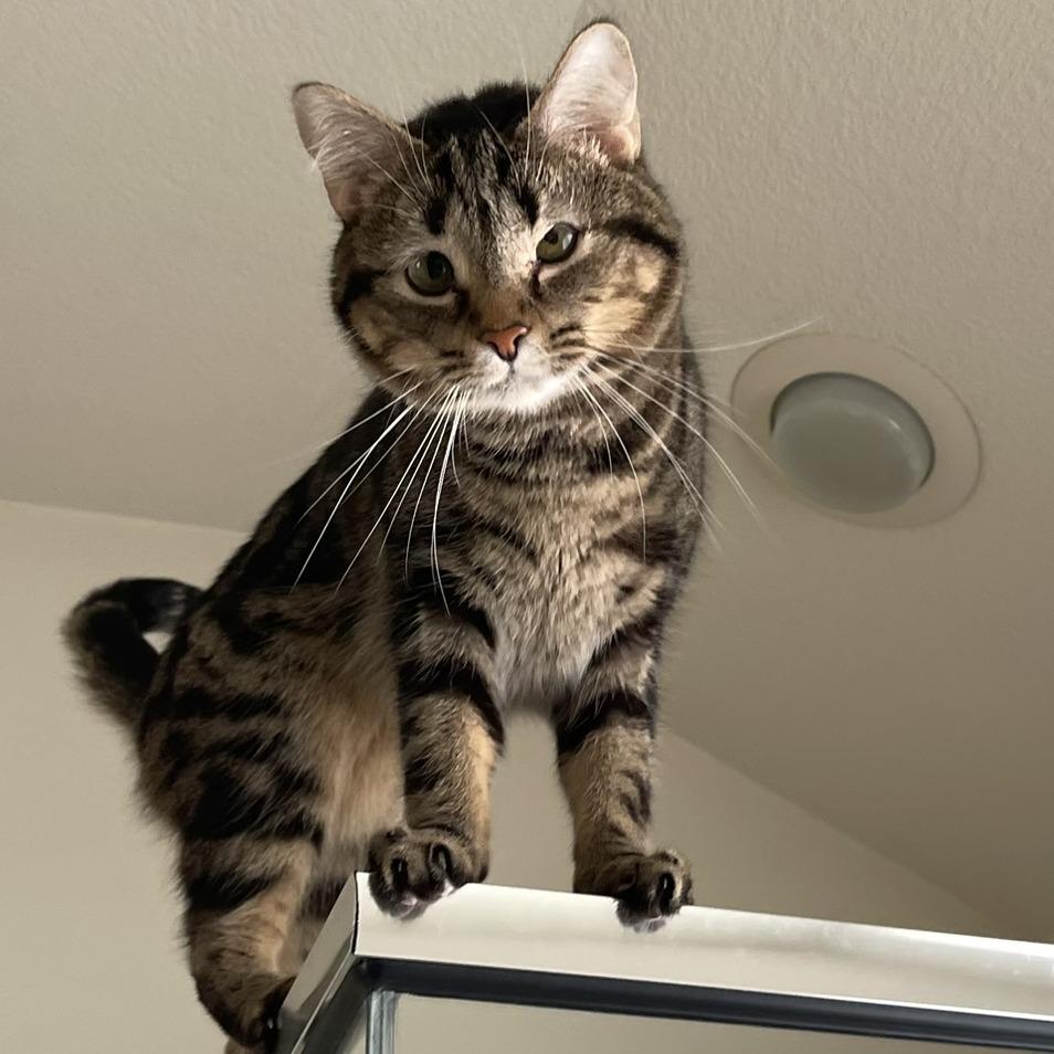 Enlarge Luna, a Adoptable Domestic Short Hair in Flower Mound, TX image 4/5