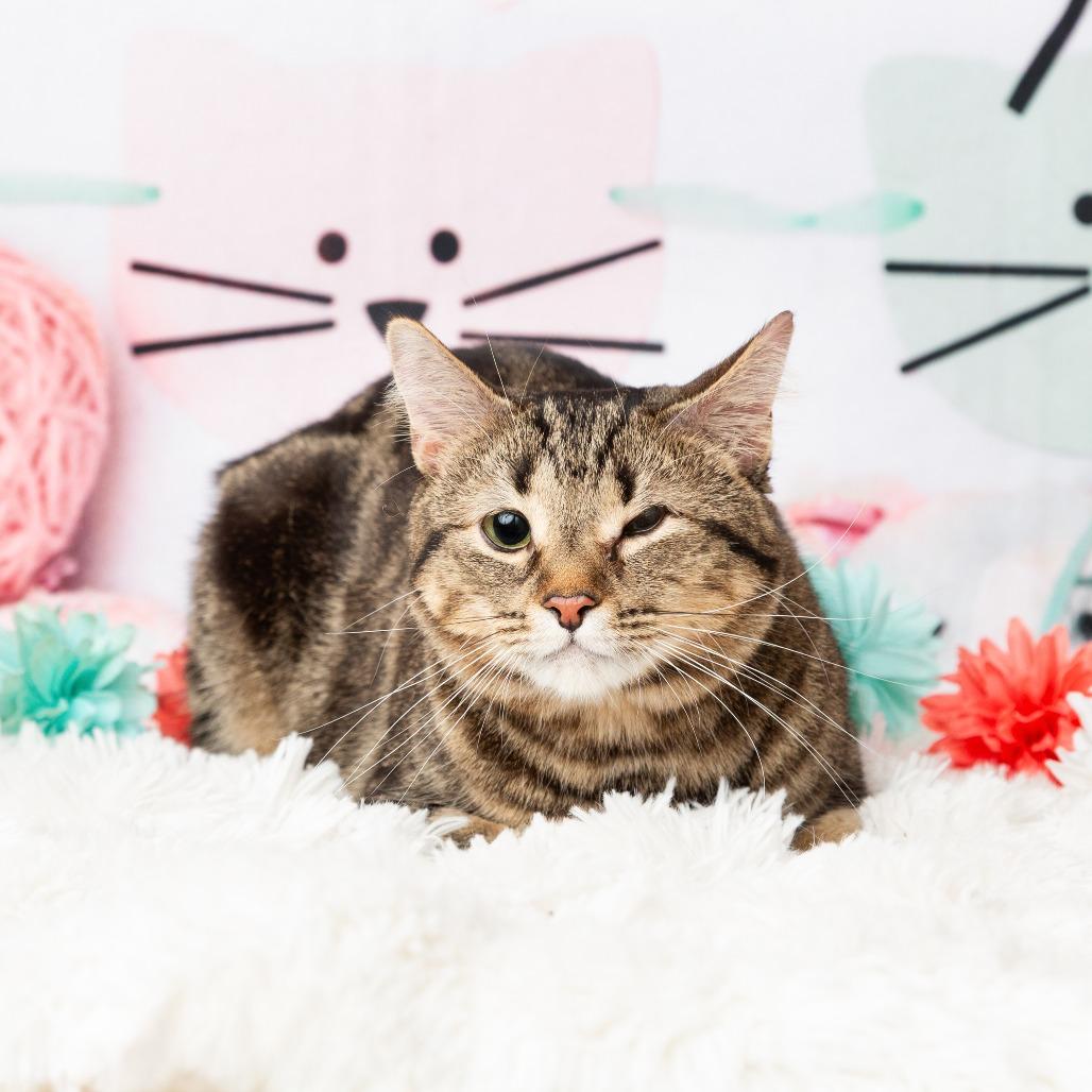 Enlarge Luna, a Adoptable Domestic Short Hair in Flower Mound, TX image 6/6