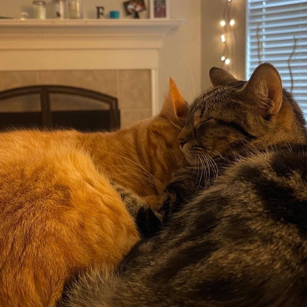 Enlarge Luna, a Adoptable Domestic Short Hair in Flower Mound, TX image 5/5