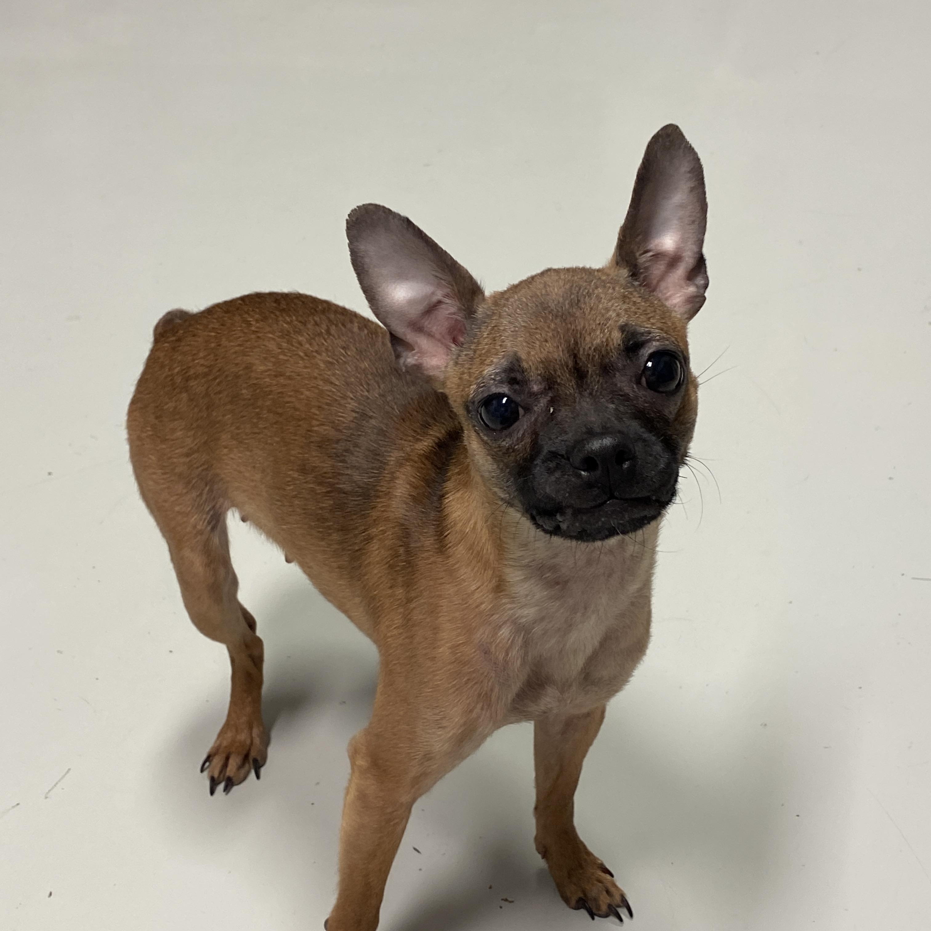 Coco, adopted, Young Female Chihuahua.