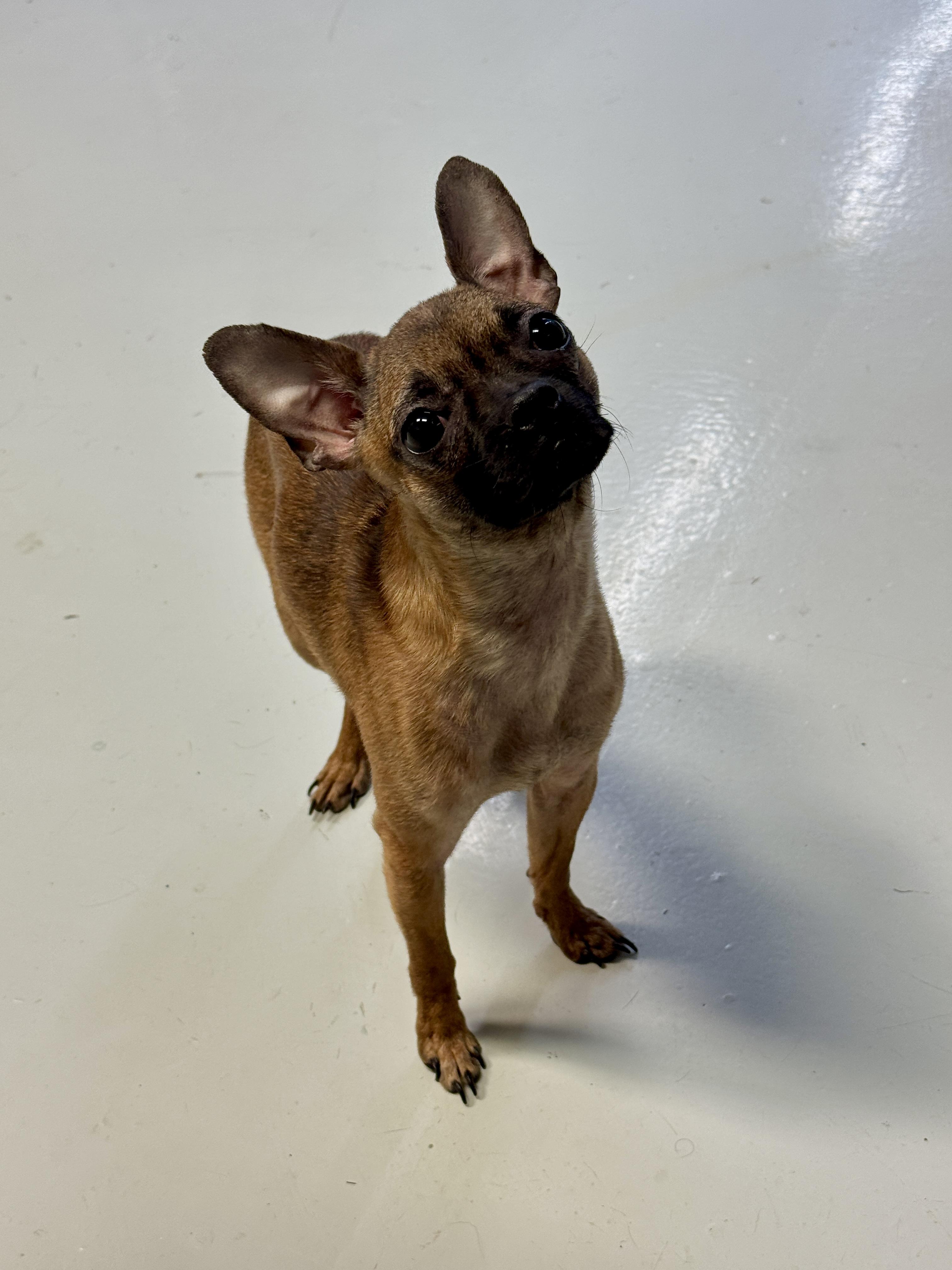 Enlarge Coco, an adopted mixed breed in Hartford, KY image 5/5