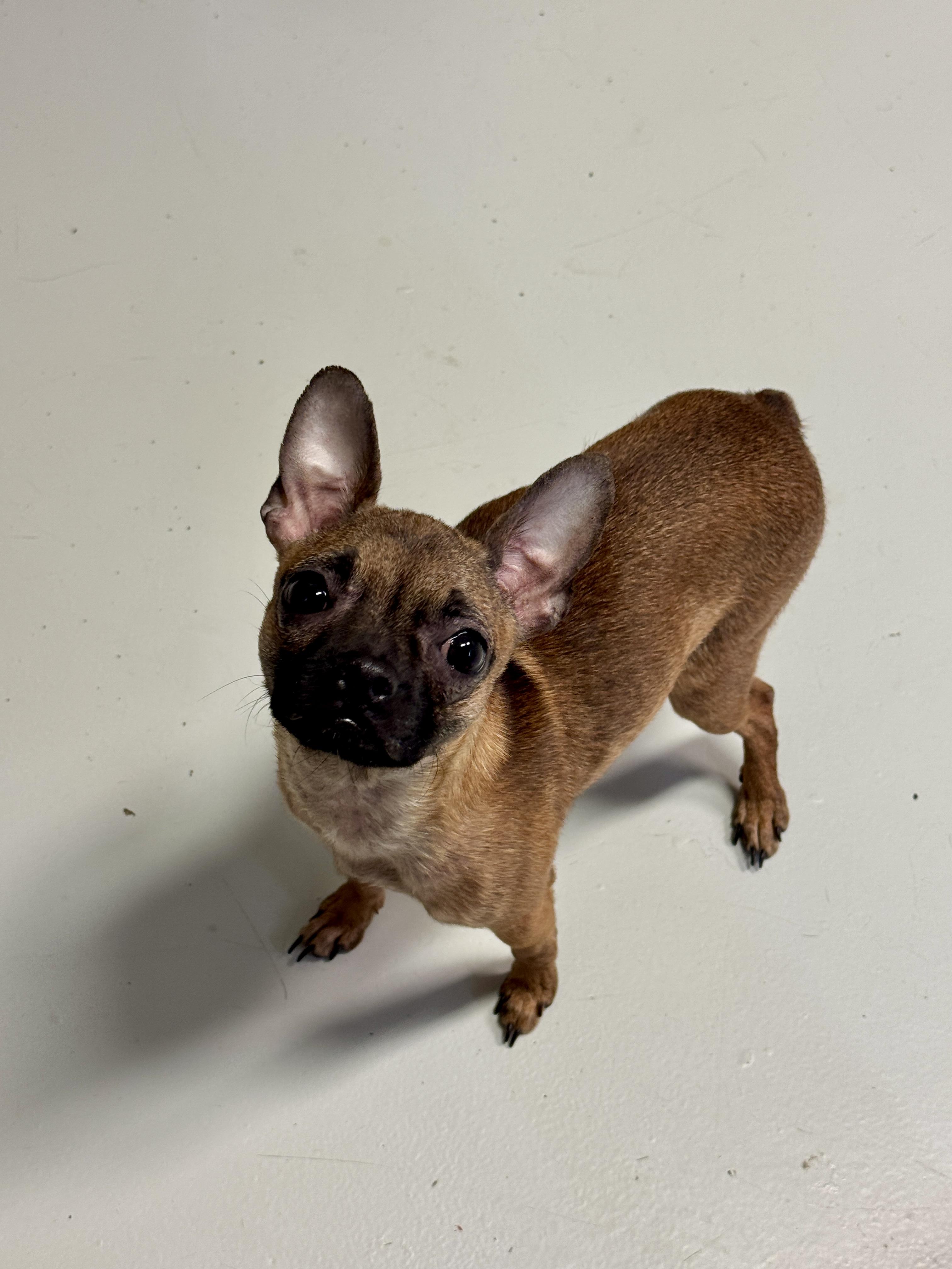 Enlarge Coco, an adopted mixed breed in Hartford, KY image 4/5