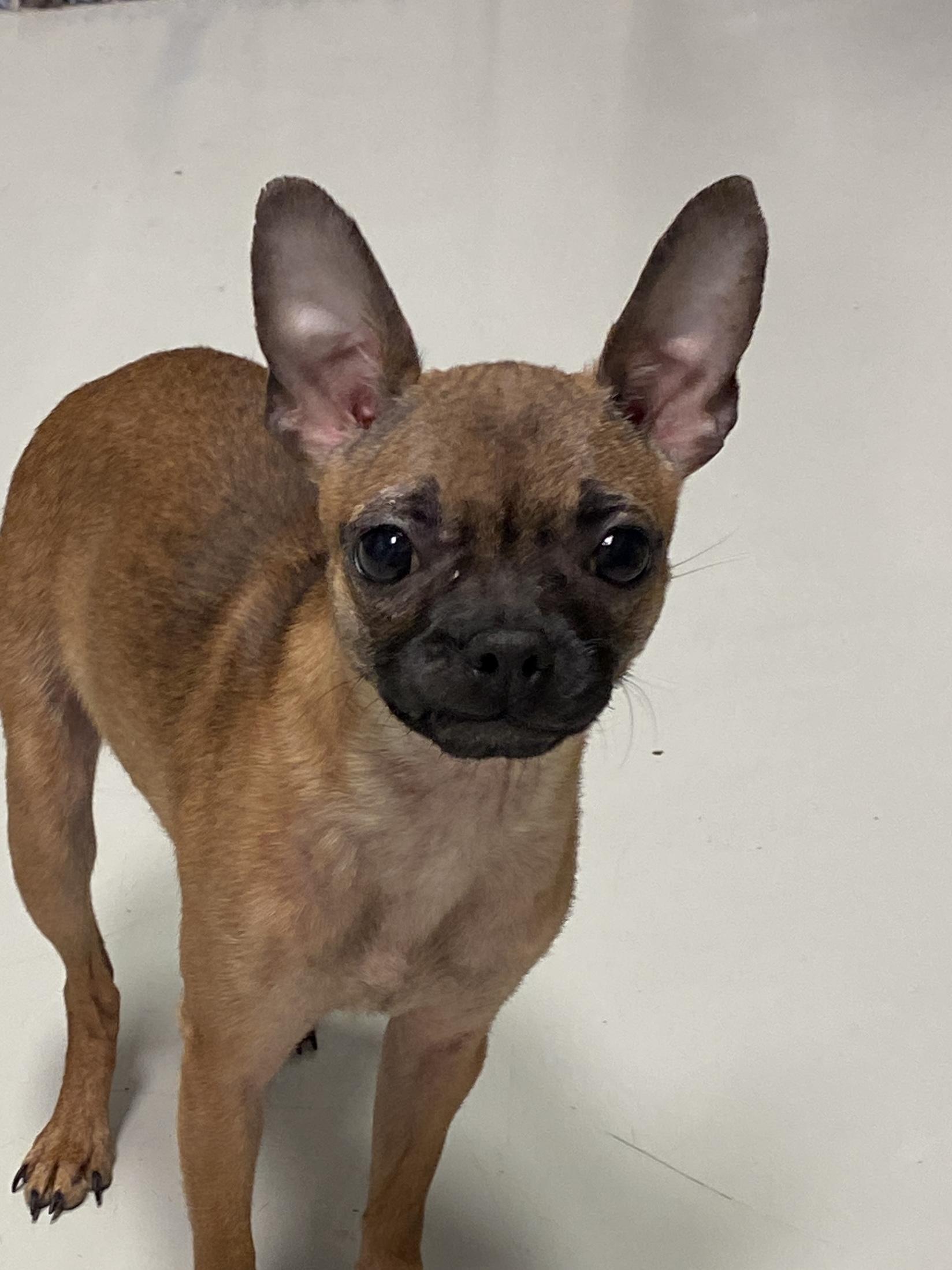 Enlarge Coco, an adopted mixed breed in Hartford, KY image 3/5