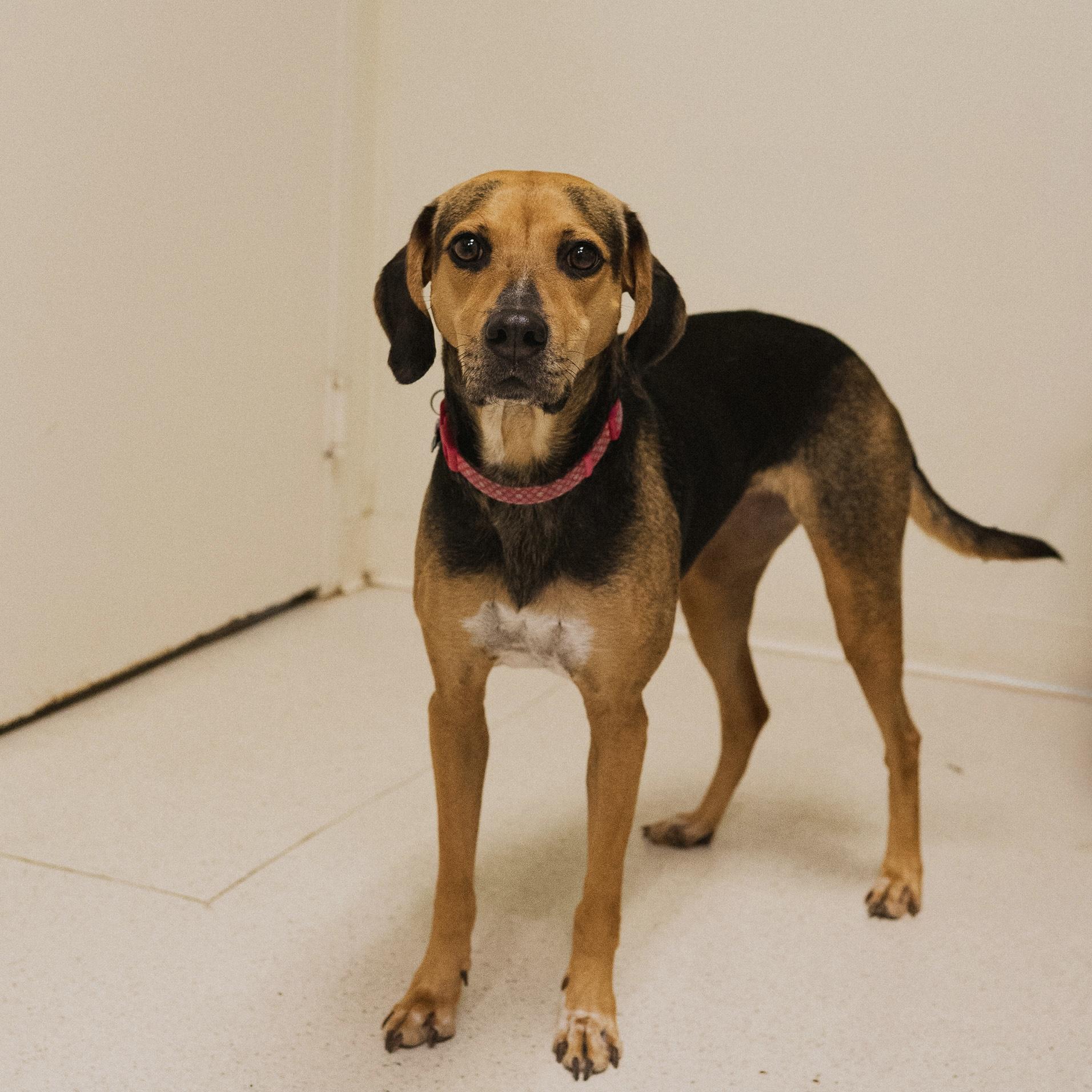 Enlarge Maize, a ADOPTABLE mixed breed in Cincinnati, OH image 3/4