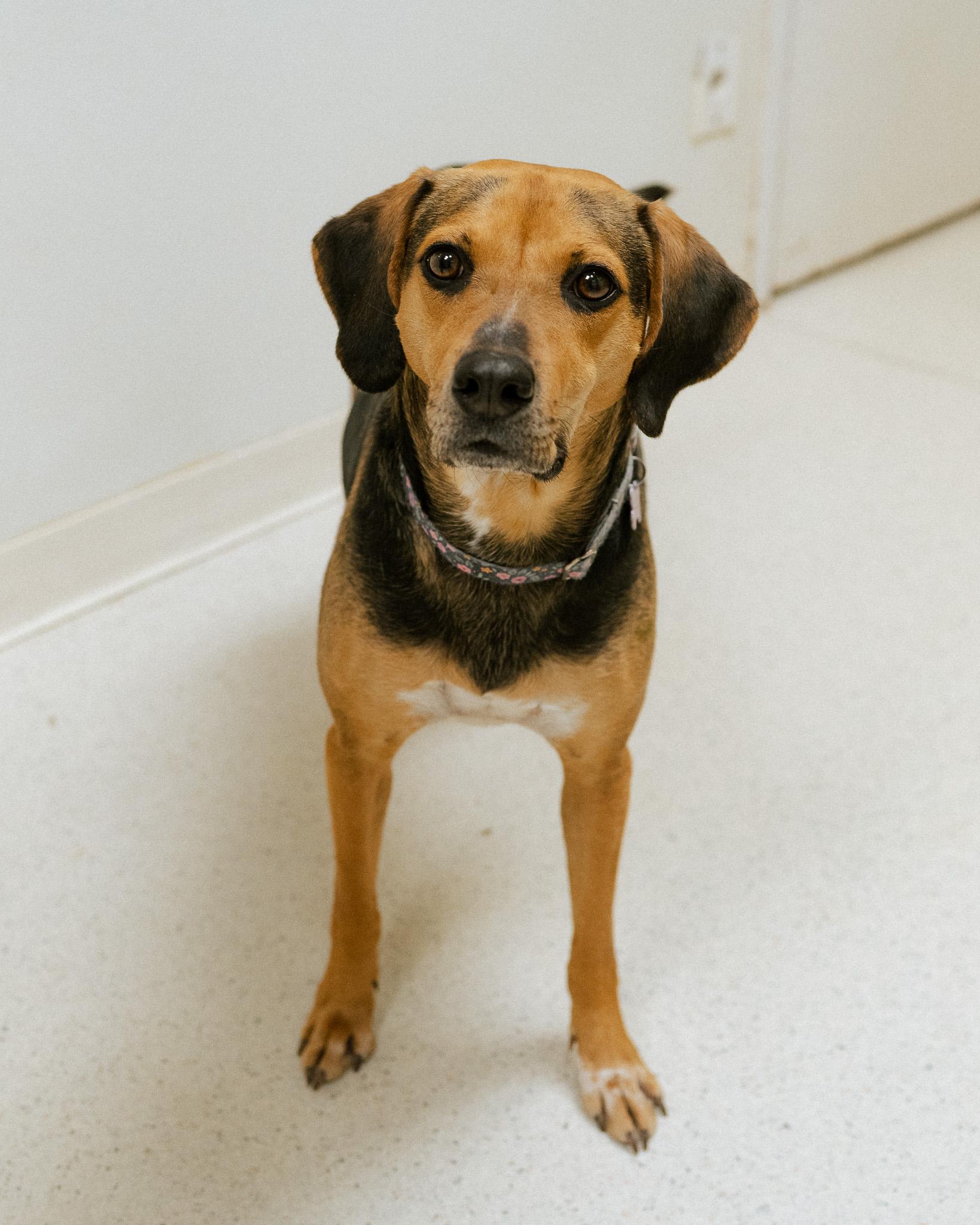 Mazie, Adoptable, Adult Female Hound & Shepherd.