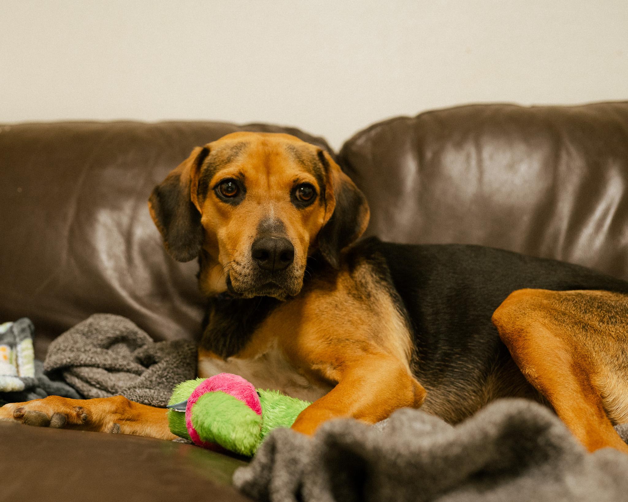 Enlarge Maize, a ADOPTABLE mixed breed in Cincinnati, OH image 4/4