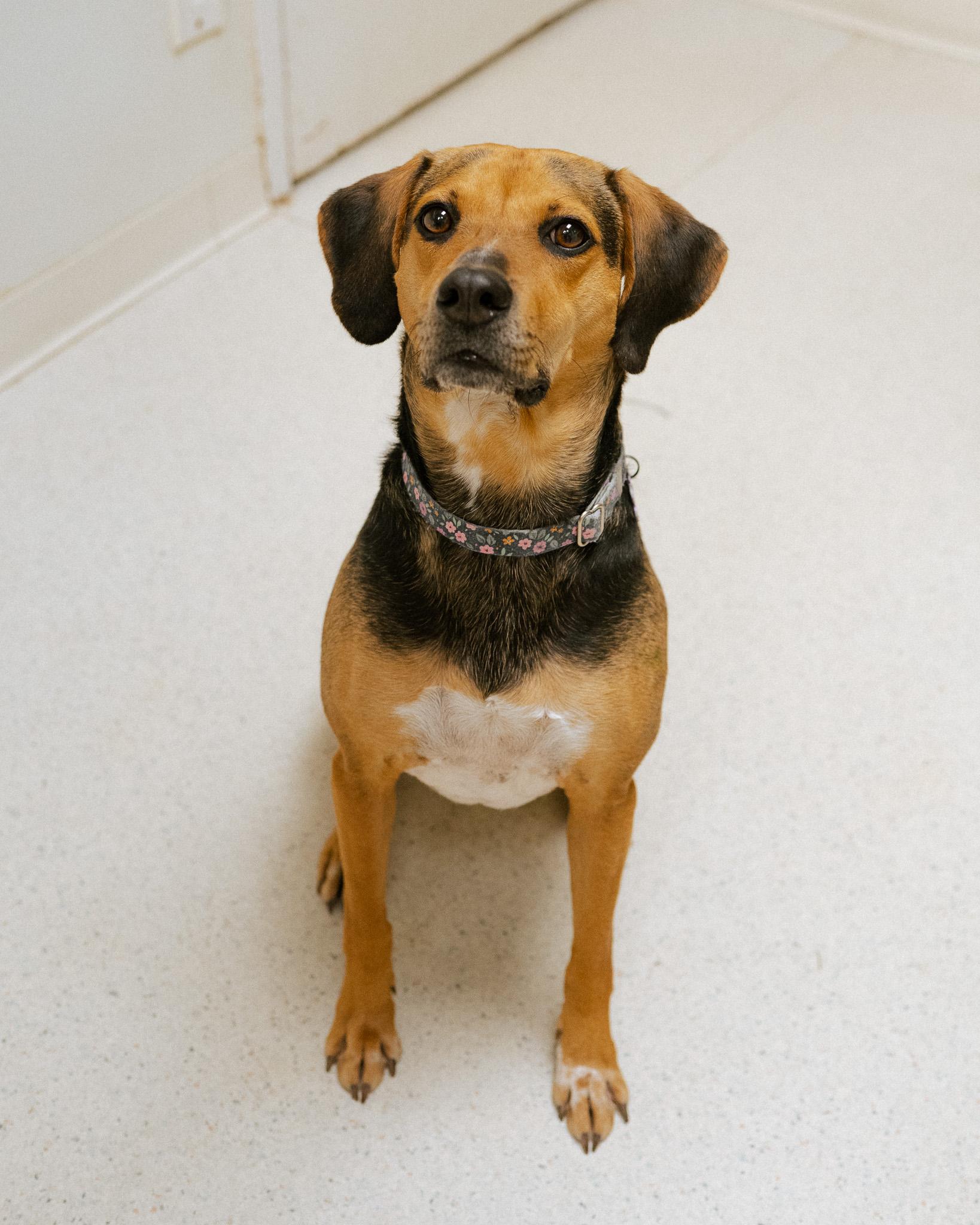 Enlarge Maize, a ADOPTABLE mixed breed in Cincinnati, OH image 2/4