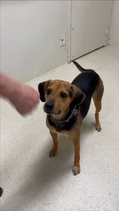 Enlarge Mazie, a Adoptable mixed breed in Cincinnati, OH video 5/5