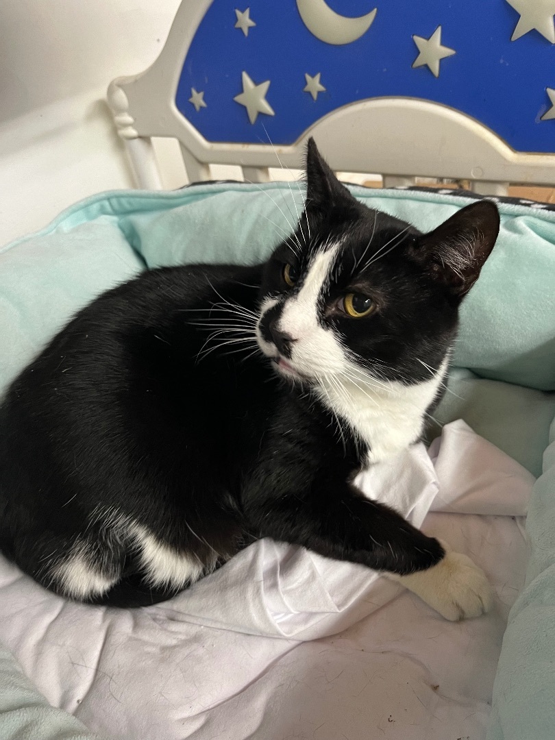 Harvey, a Adoptable Domestic Short Hair in Jackson, MO image 1/2