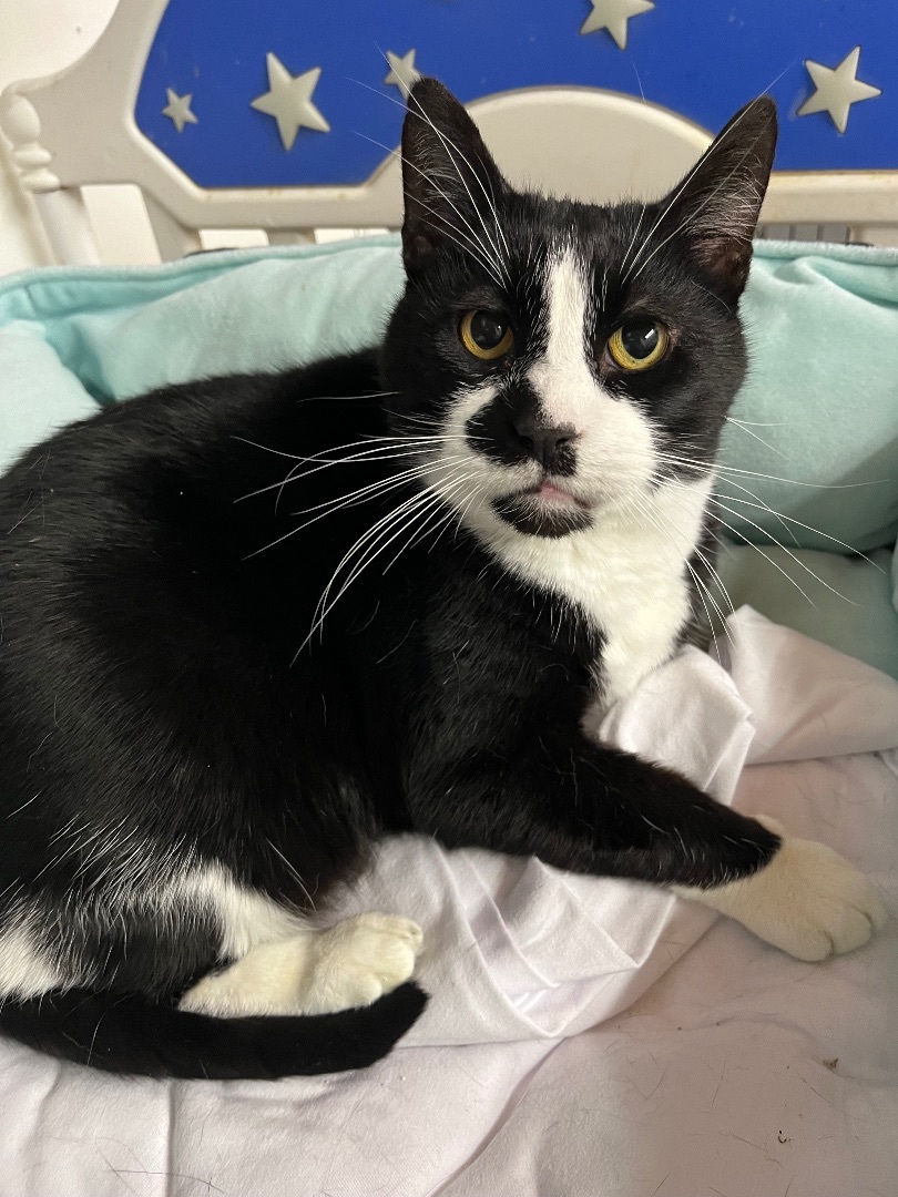 Harvey, a Adoptable Domestic Short Hair in Jackson, MO image 2/2