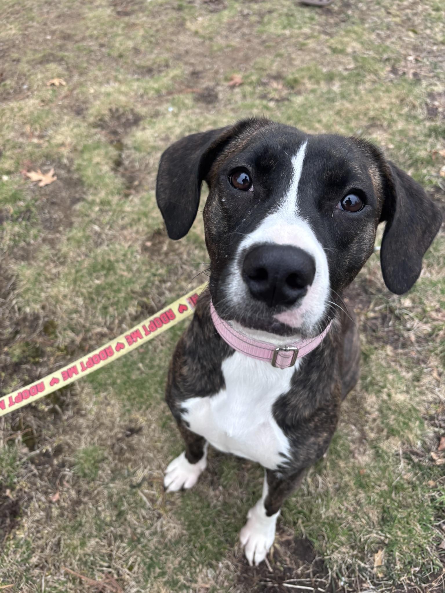 Enlarge Edith, a Adoptable mixed breed in Pembroke, MA image 3/6