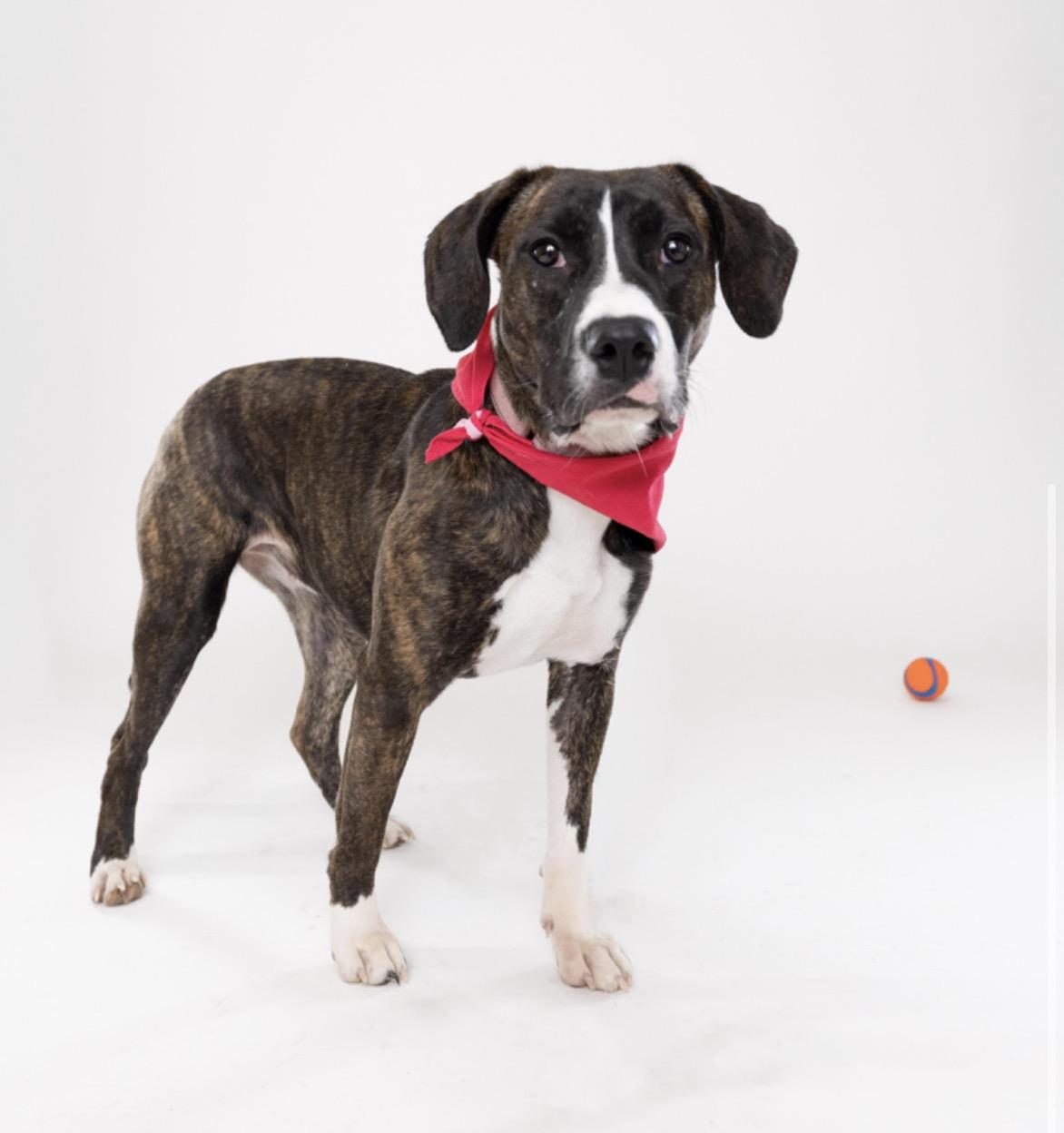 Edith, Adoptable, Young Female Pit Bull Terrier.