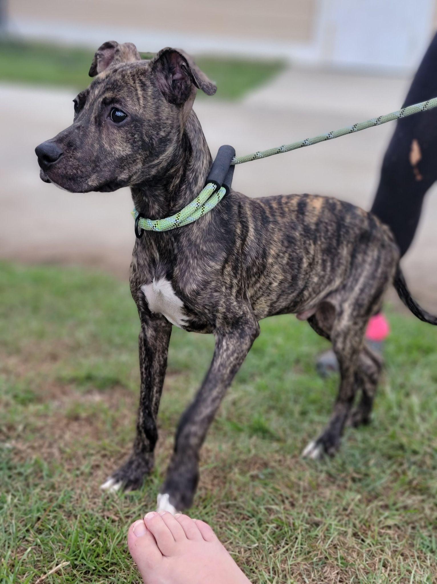 Theo, Adoptable, Adult Male Labrador Retriever & Boxer.
