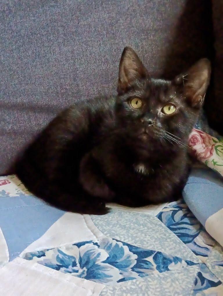 Enlarge Baxter, a Adoptable Domestic Short Hair in Webster, NY image 1/1