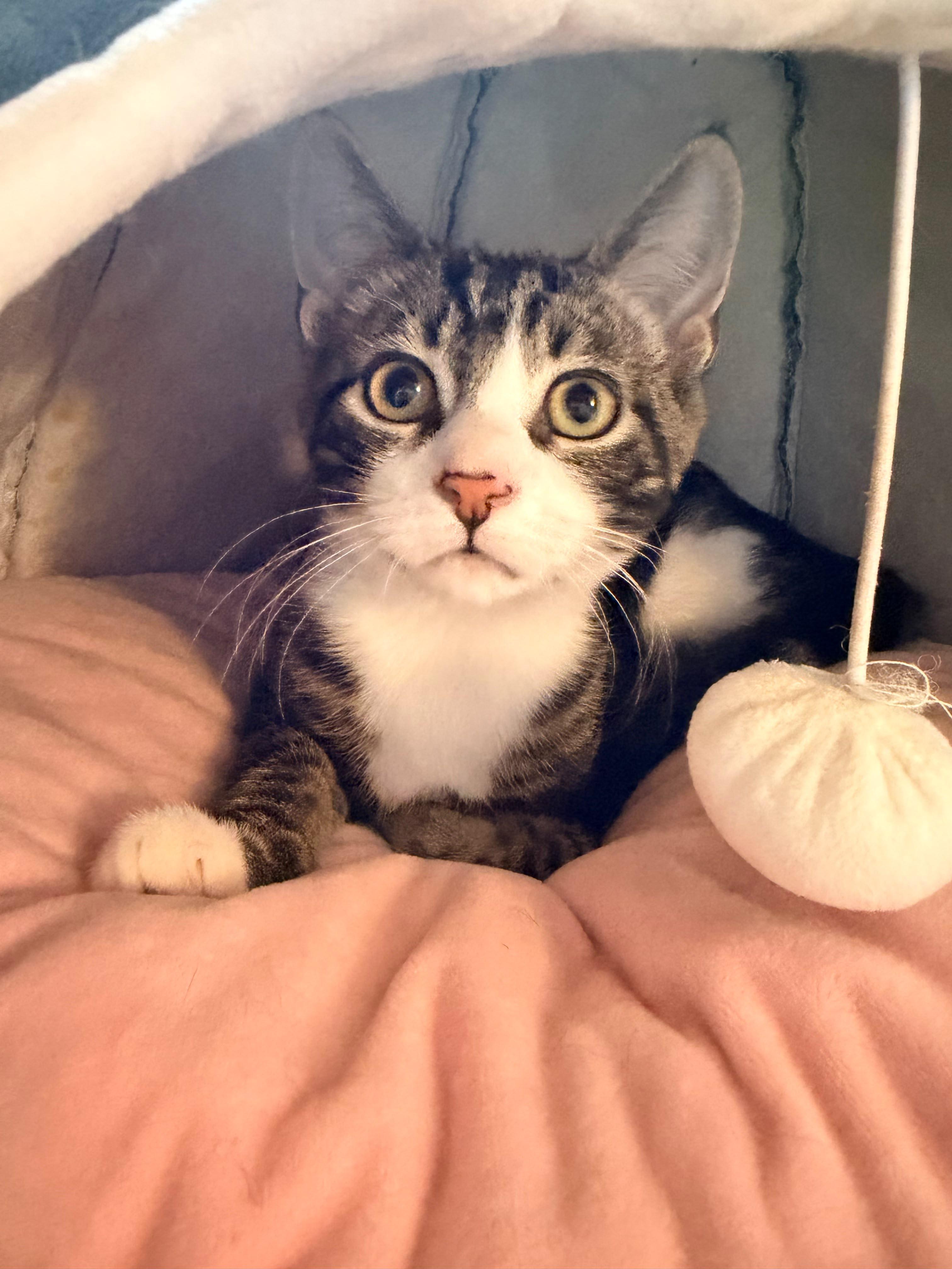 Kale, Adoptable, Kitten Male American Shorthair.